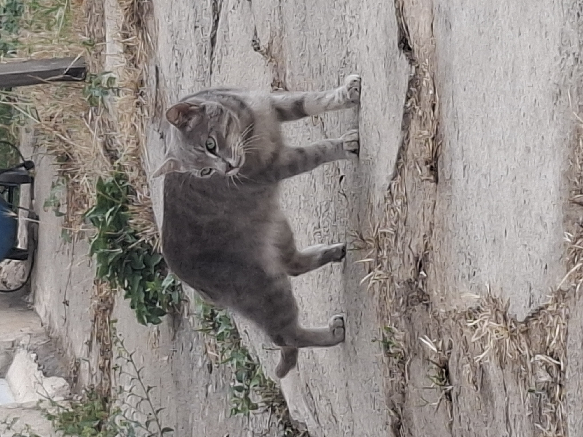 Rainy afternoon in an Almaty backyard with a cat and changing skies