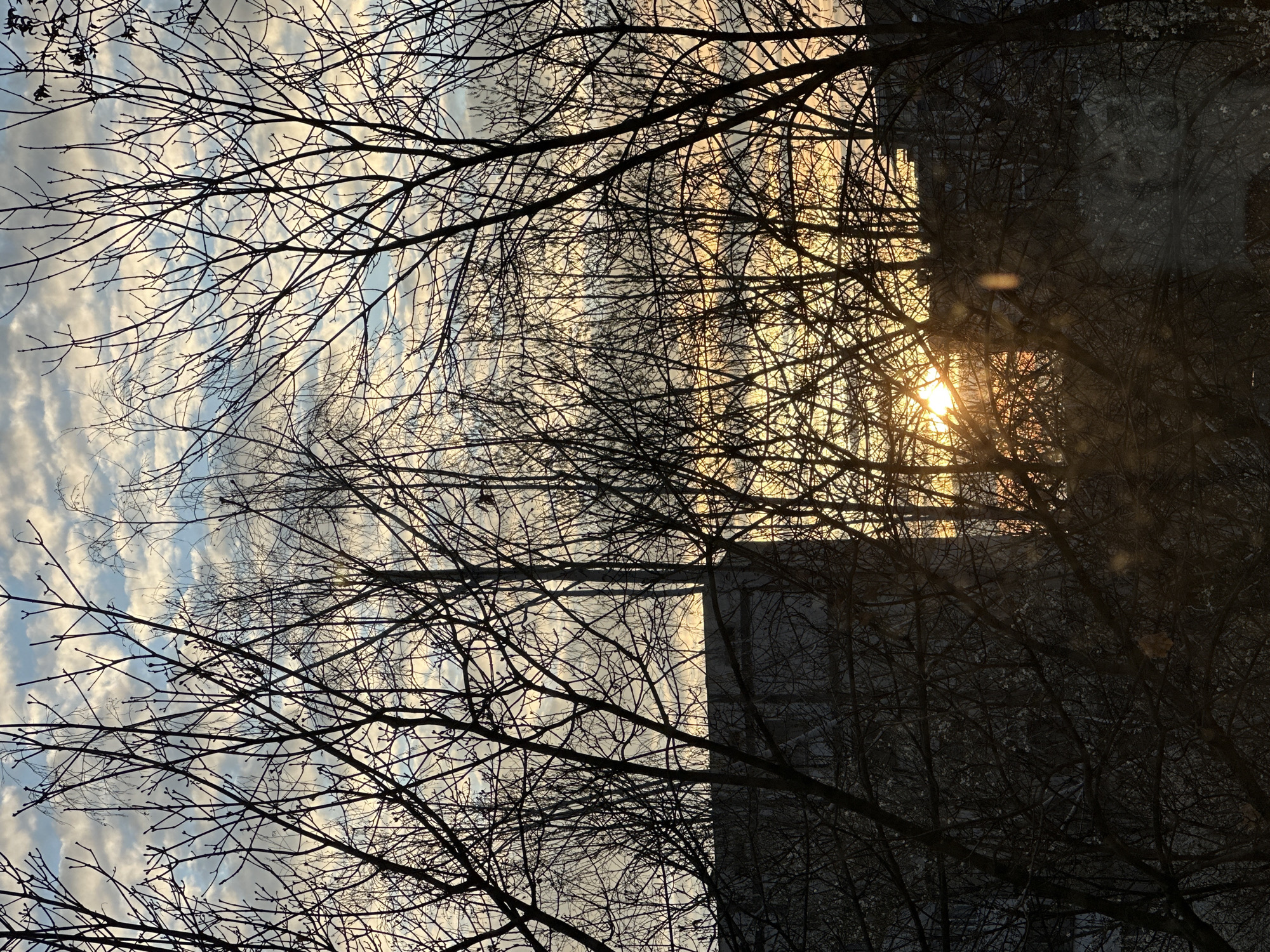 Winter sunset illuminates Sofia skyline through bare trees