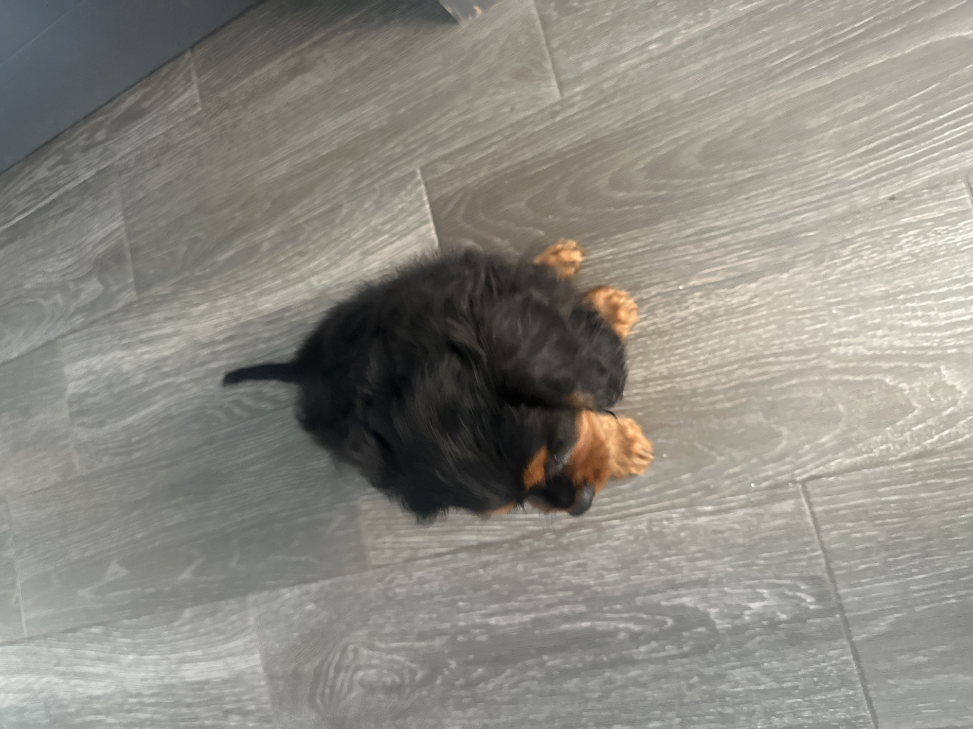 Puppy observed in indoor domestic setting in Puebla