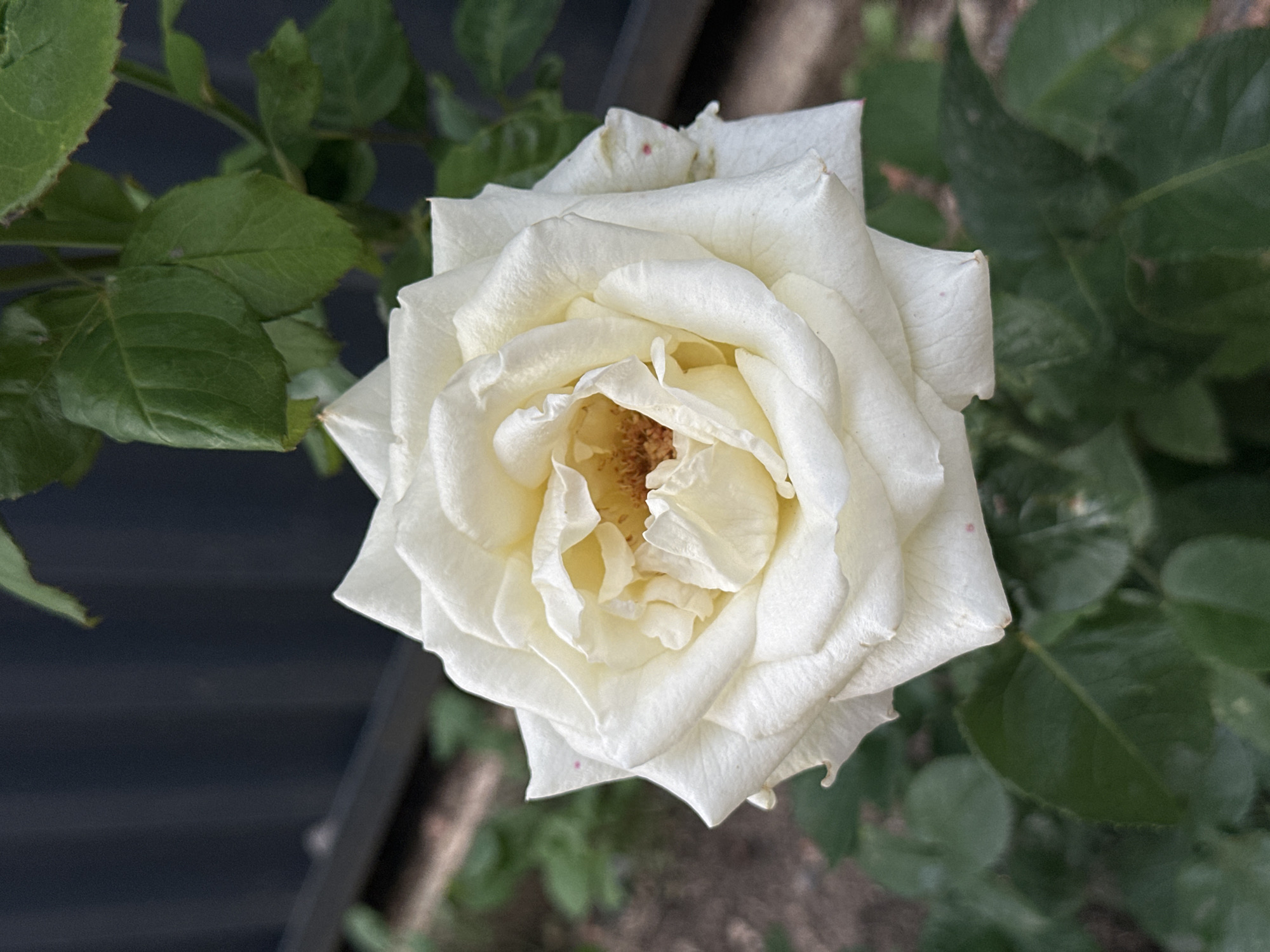 Roses and residential architecture in Kokshetau, Kazakhstan