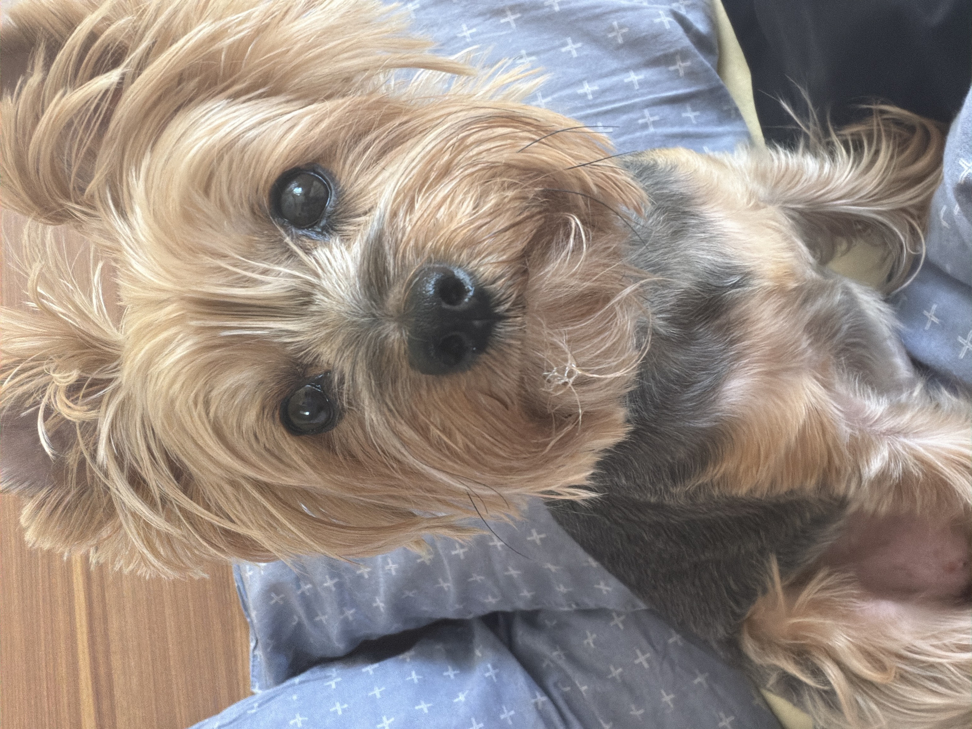 Yorkshire Terrier photographed resting on blue surface in Sofia