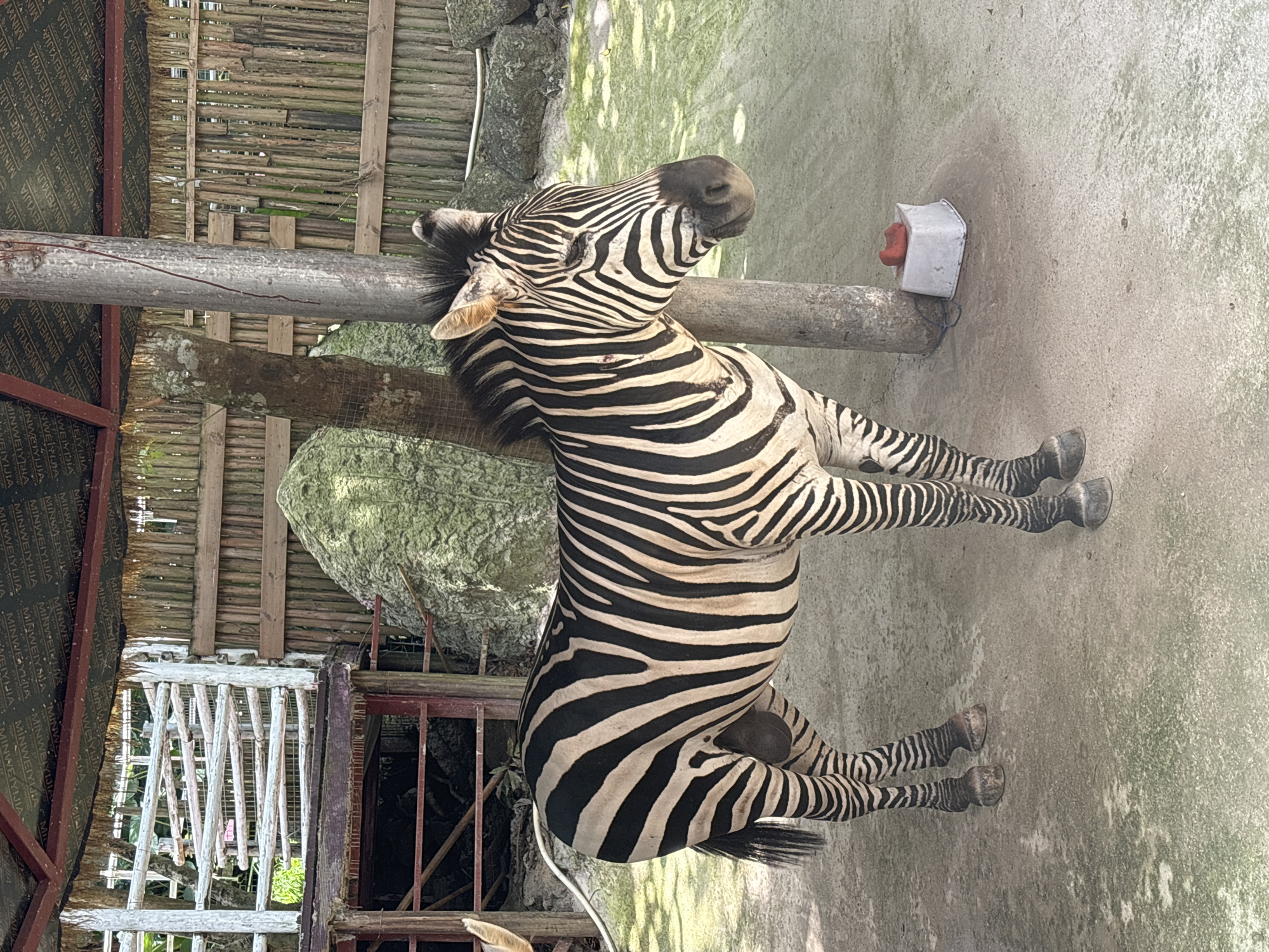 Zoo animals up close at Sandao, China