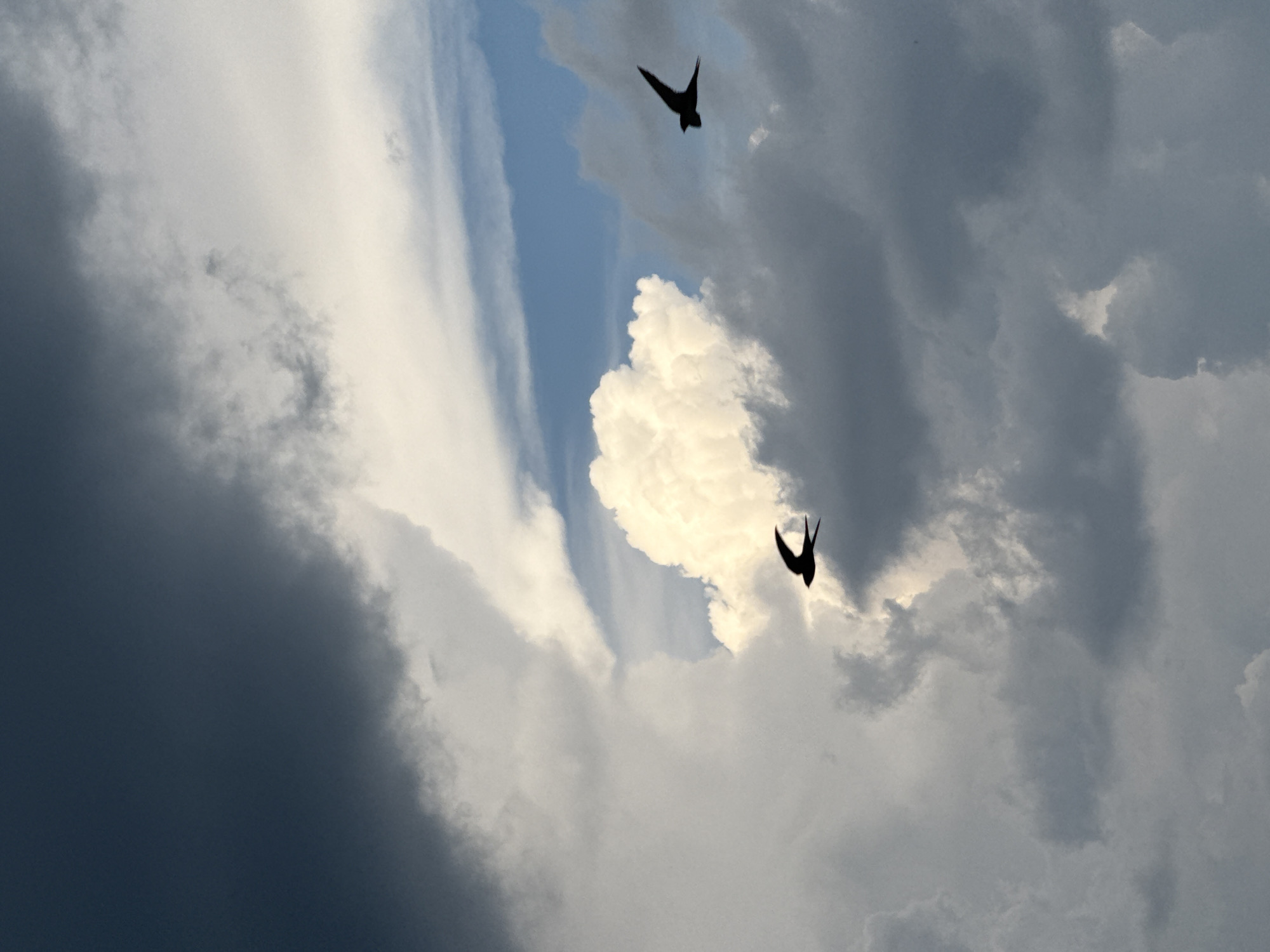 Birds soaring through a stormy summer sky over Votkinsk