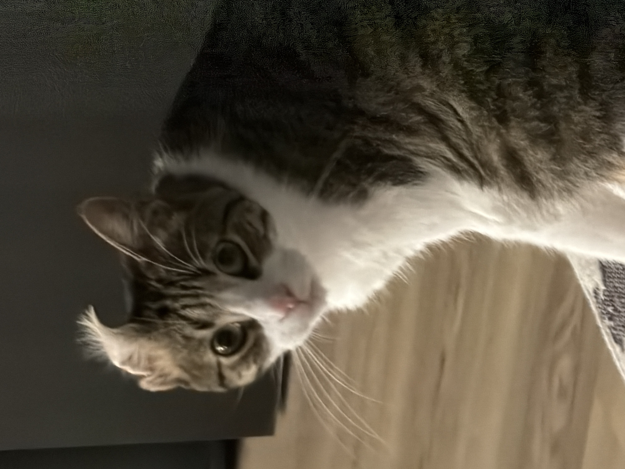 Cat photographed in home interior in Laval