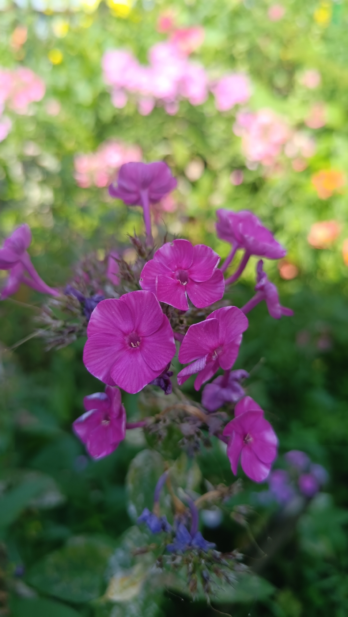Summer morning in a Russian garden: flowers, kids, and yard life