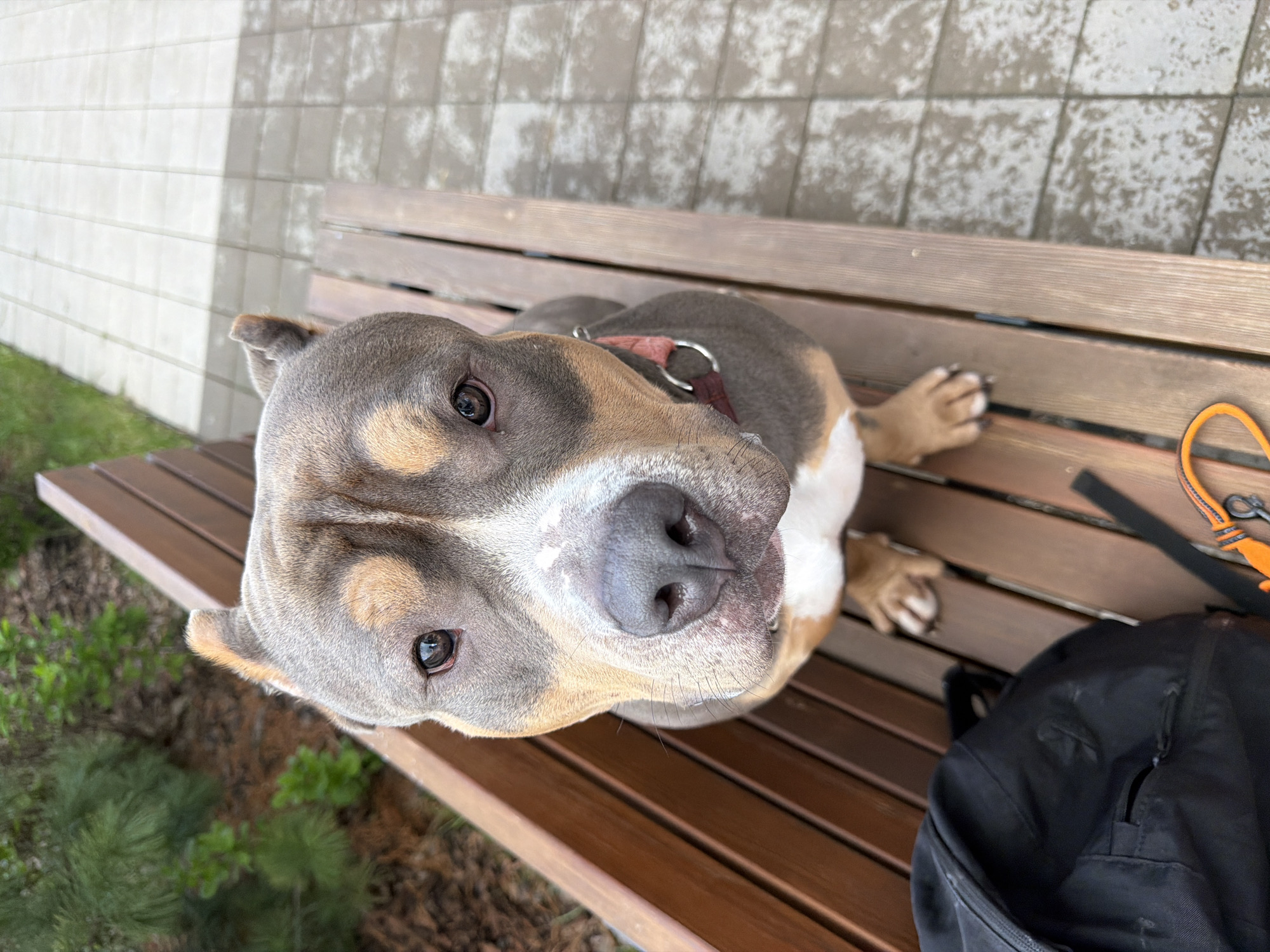 American Bully dog sits on bench in Krasnoyarsk