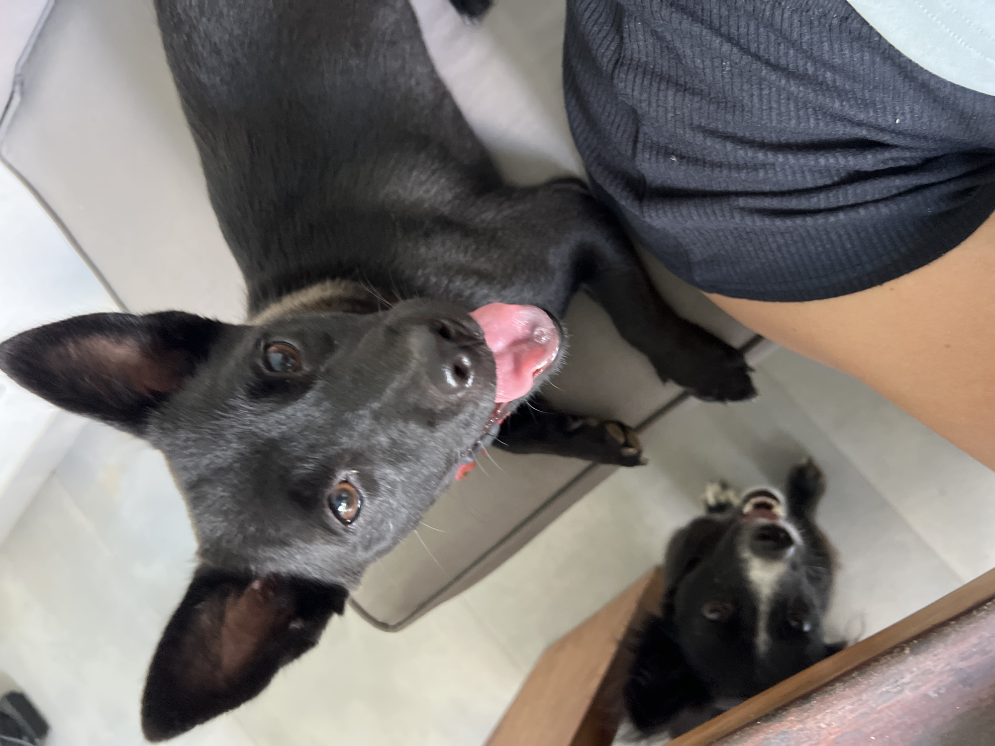 Black dog with red collar observed indoors