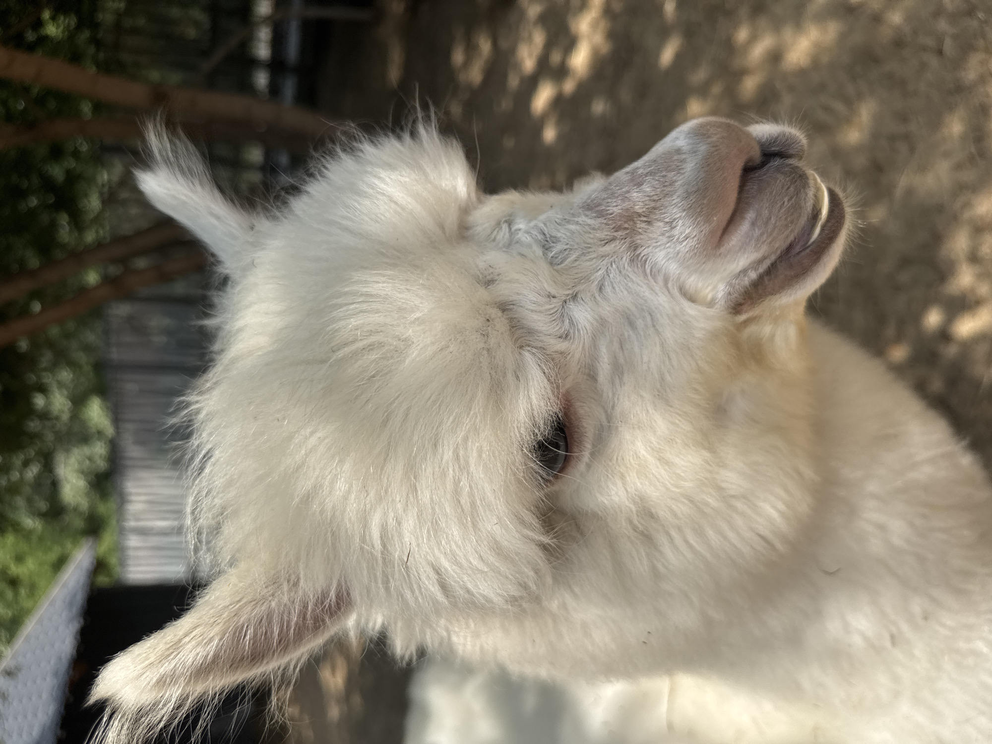 Alpacas, llamas, and rabbits at an Omsk animal enclosure