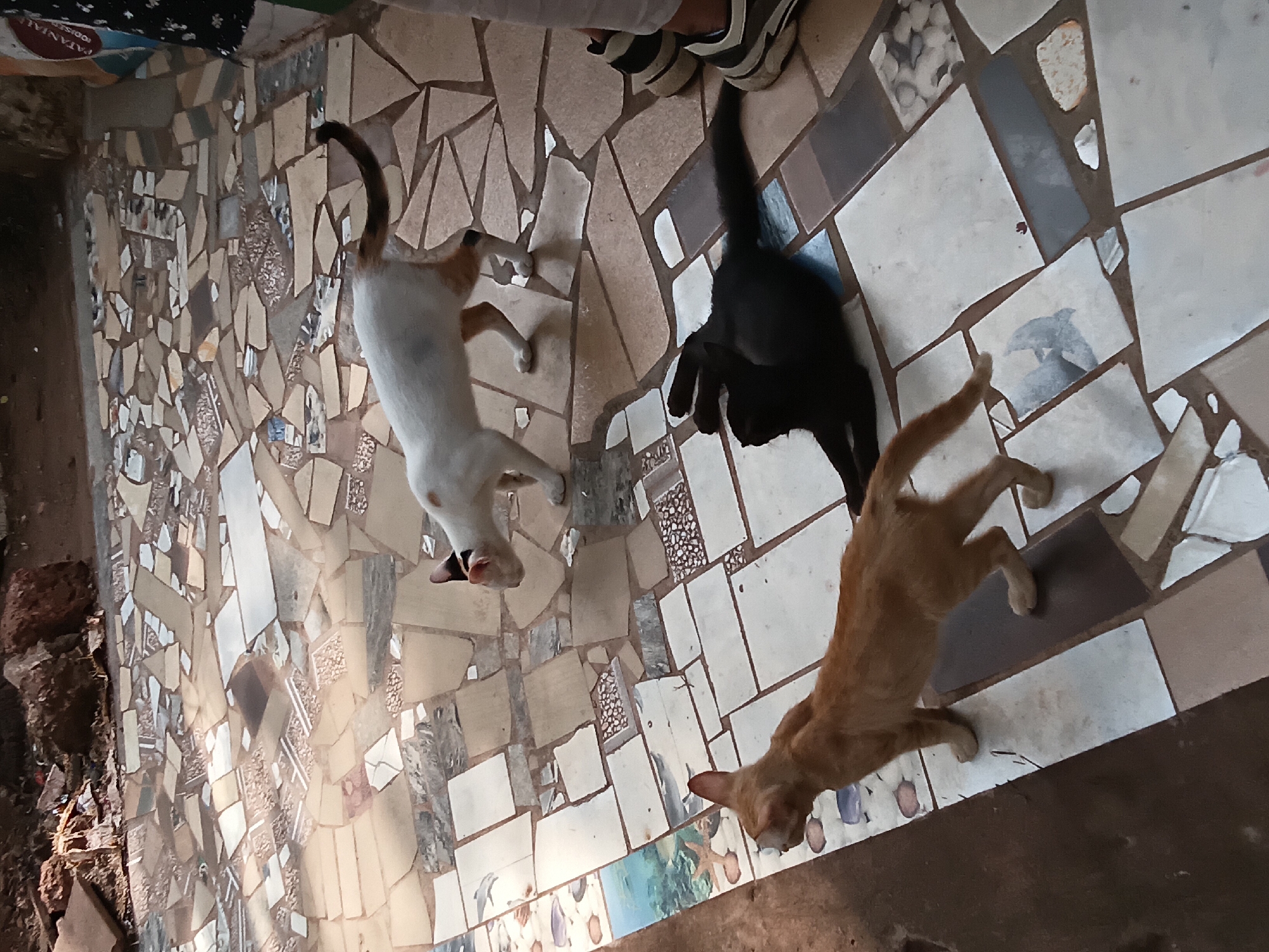 Three cats spotted on mosaic floor in Marna, India