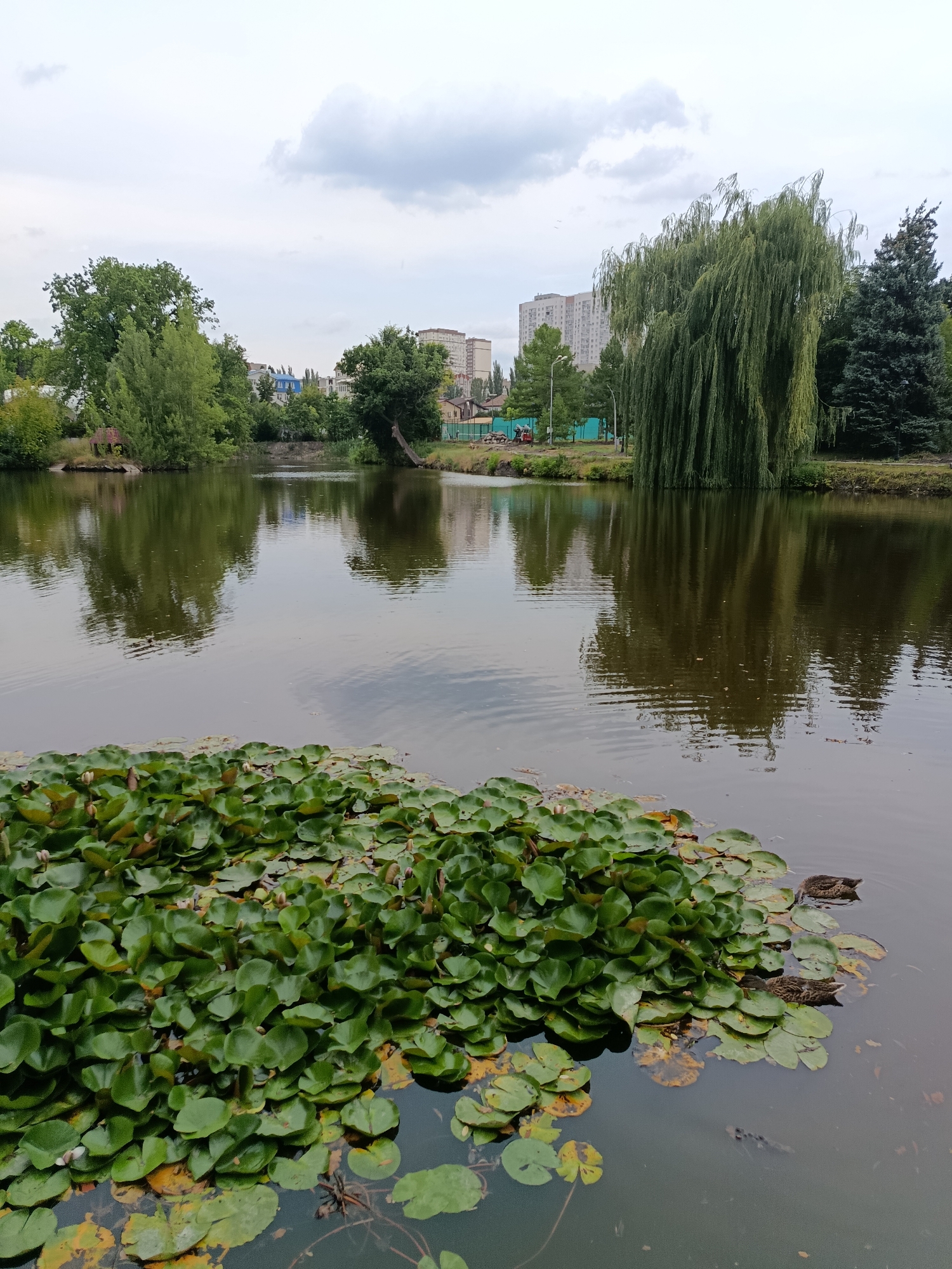 Lily pad pond with weeping willow in overcast Saratov