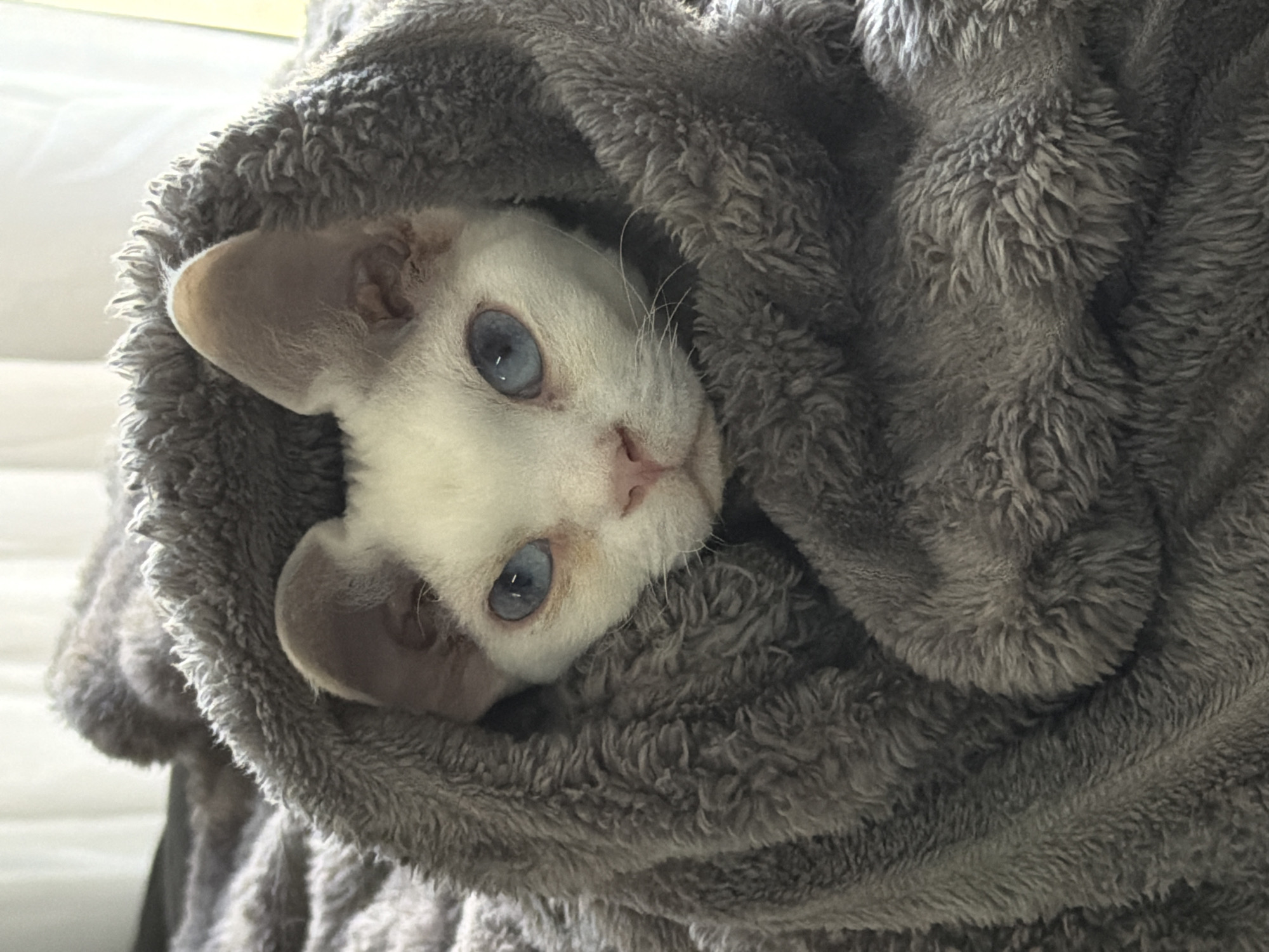 White blue-eyed cat spotted cozy in grey blanket, Ramat Gan
