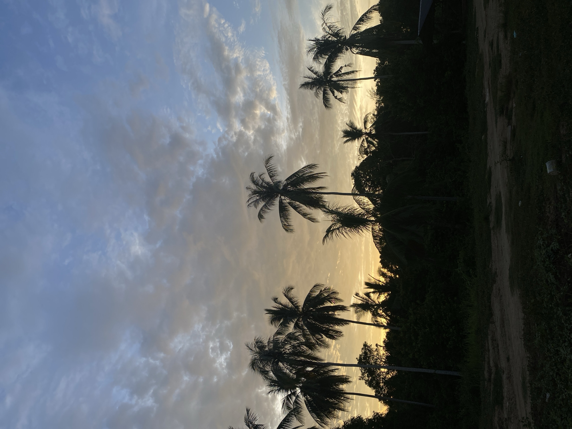 Palm trees silhouetted against sunset in Seuneubok Teungoh, Indonesia