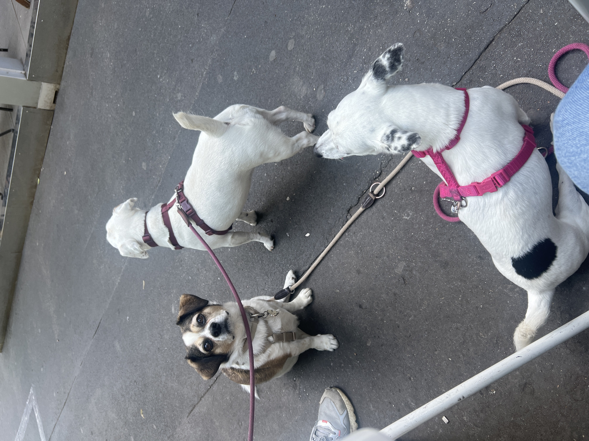 Three leashed dogs spotted on Milan street pavement