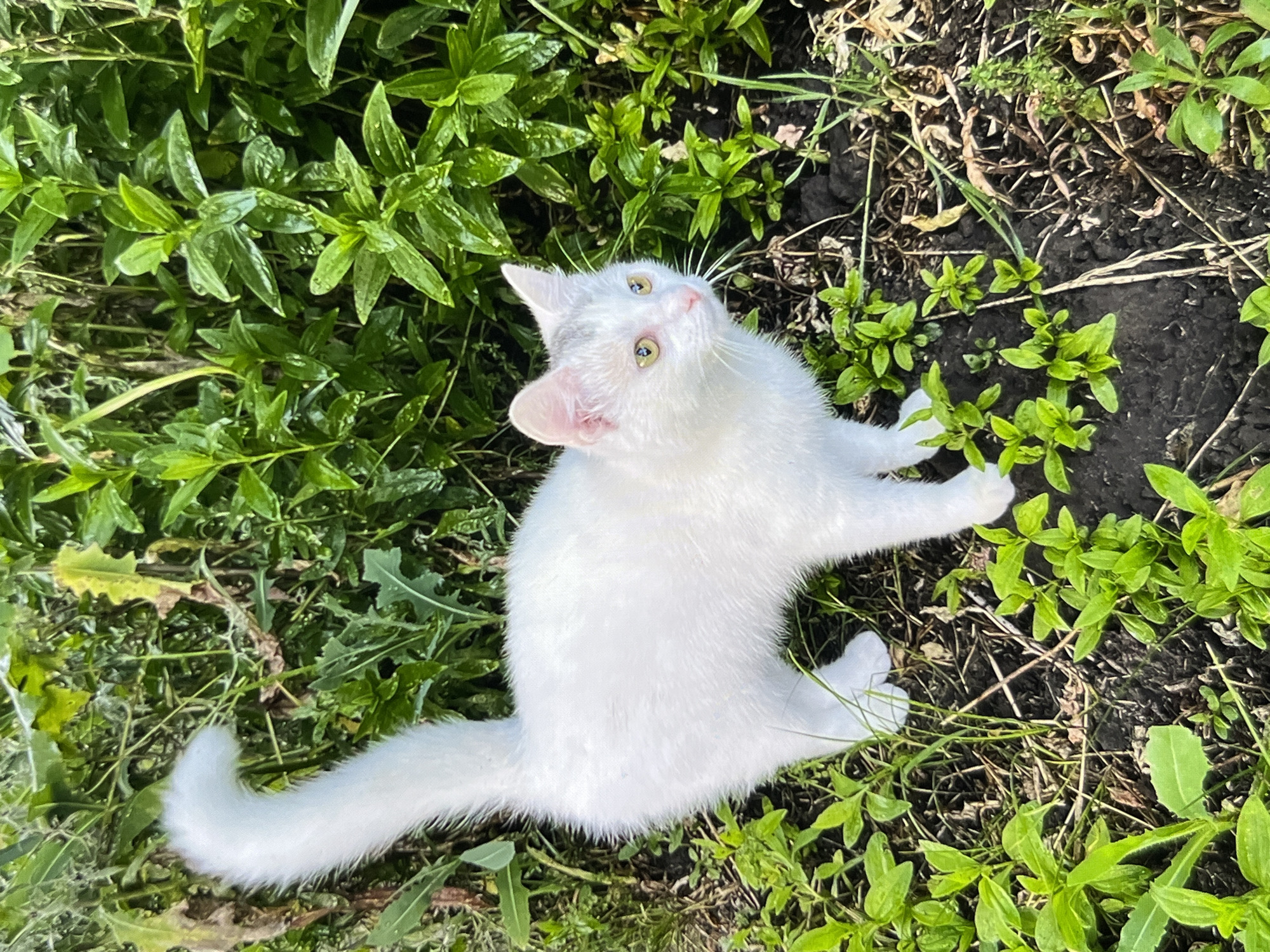 Four kittens in outdoor settings, plus a rainy window close-up.