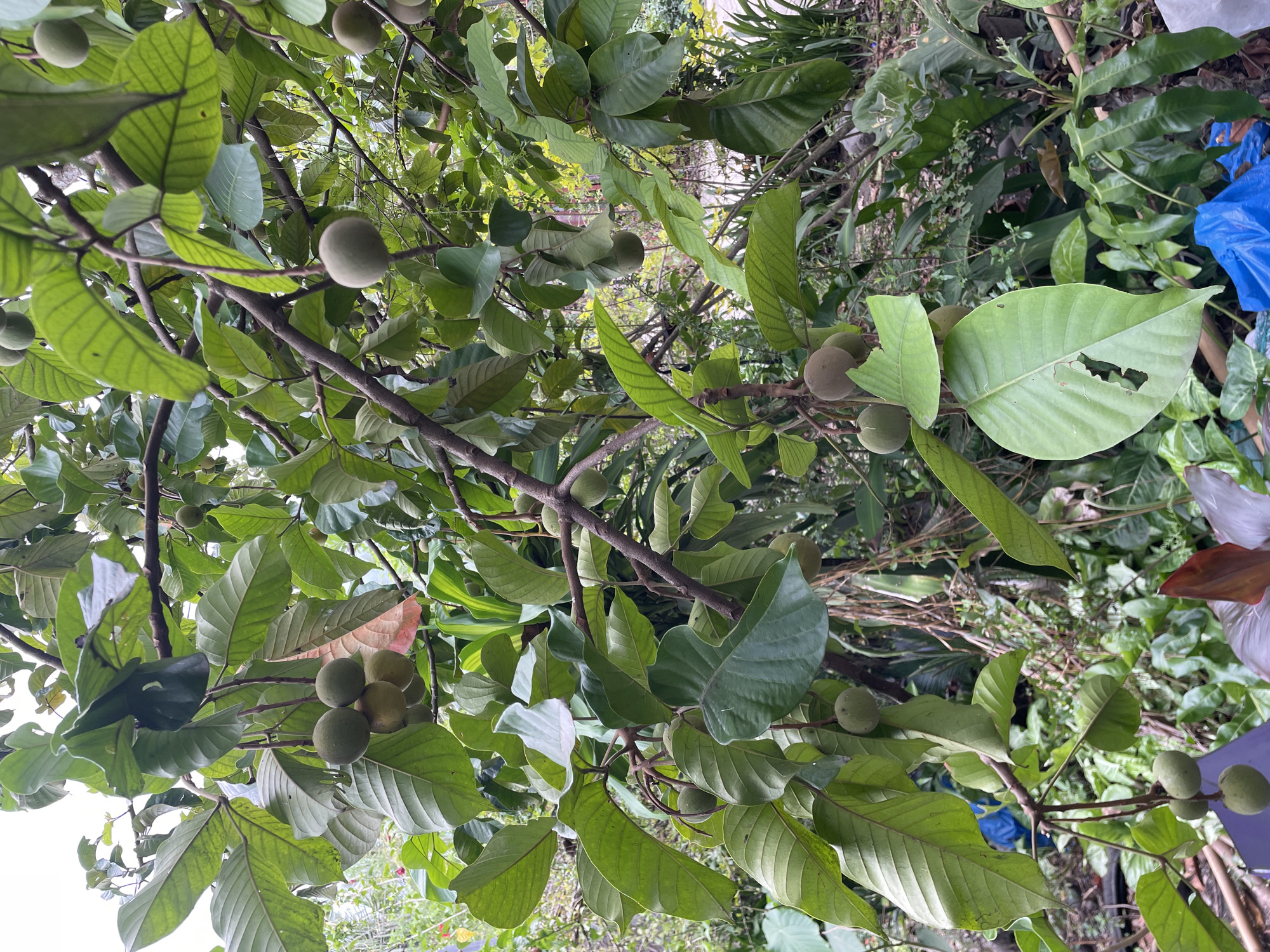 Tropical Garden Life Documented in Kiblawan, Philippines