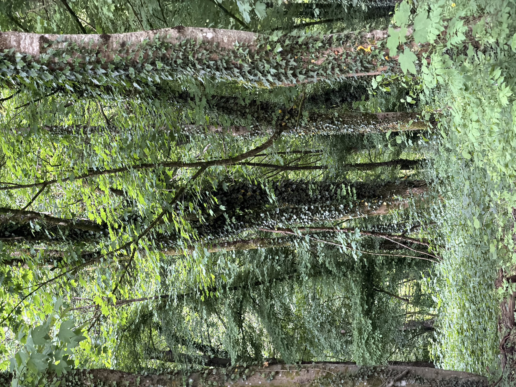 Visitor documents nature walk through Esch-sur-Alzette park with donkeys