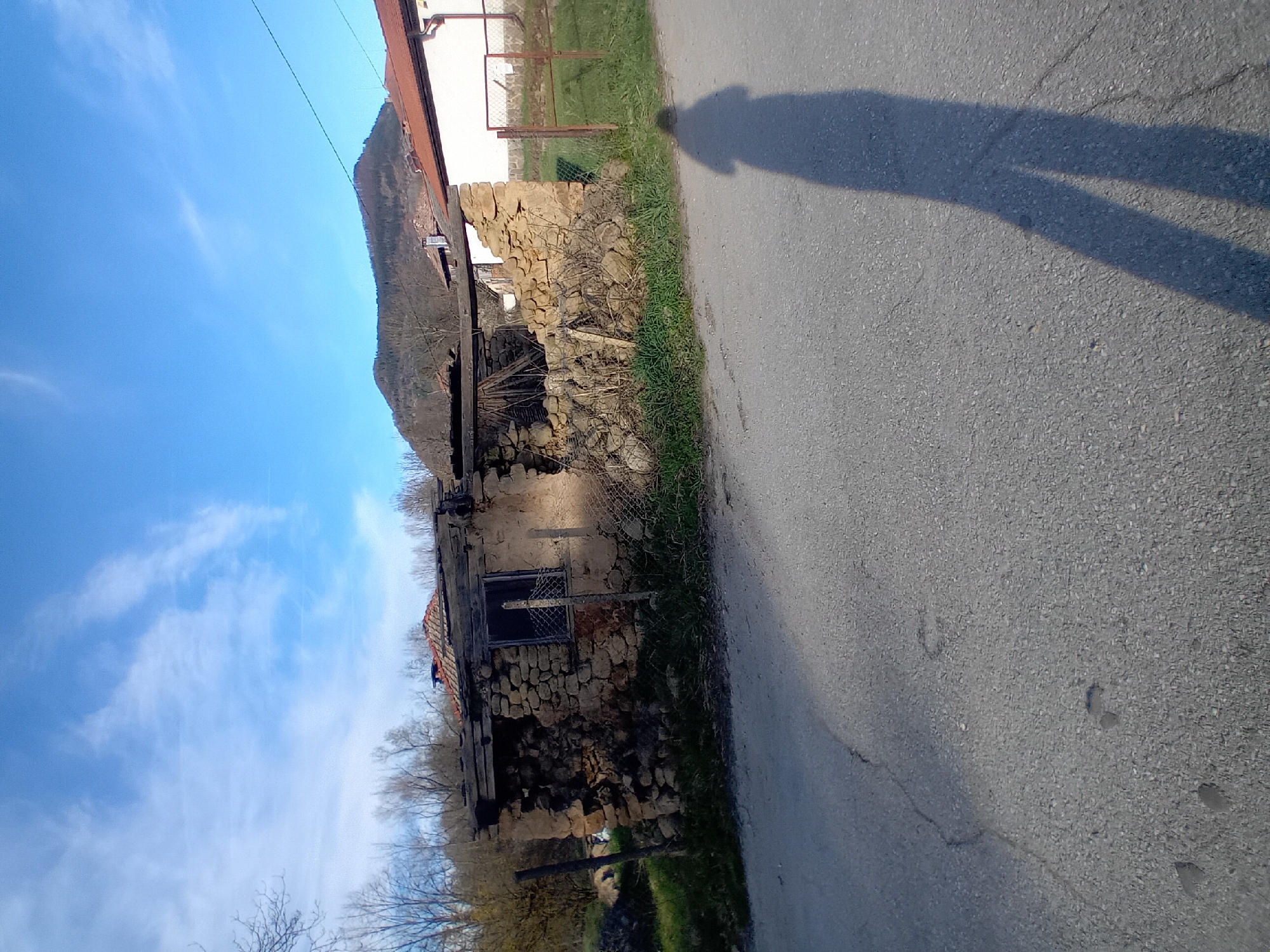 Spring day captured: mountains, daffodils, pets in rural setting