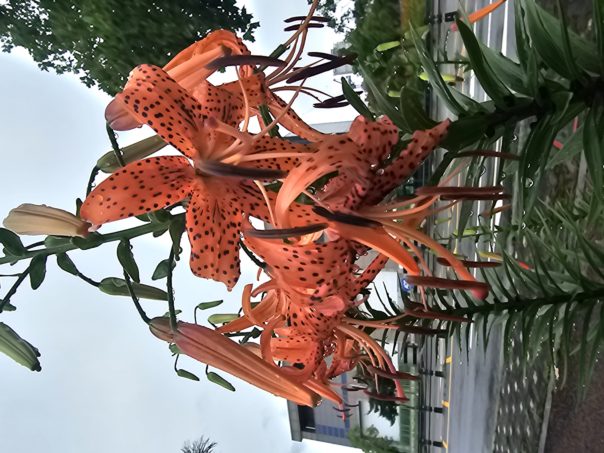 Tiger lilies heavy with raindrops in Anseong-si