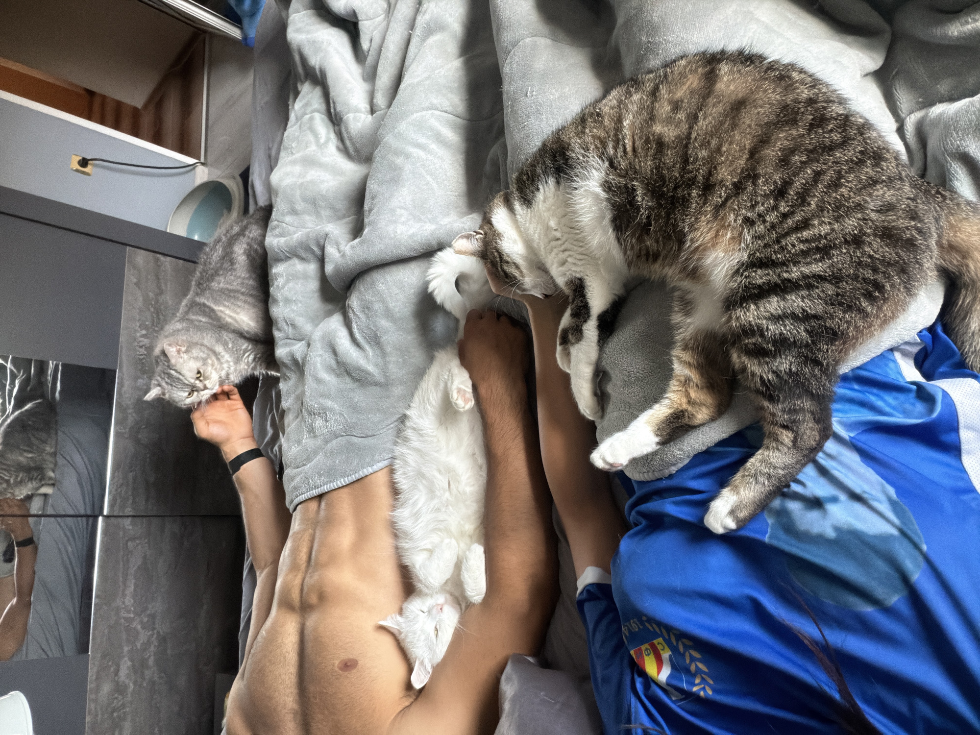 Lazy afternoon with cats and everyday moments in Burgas