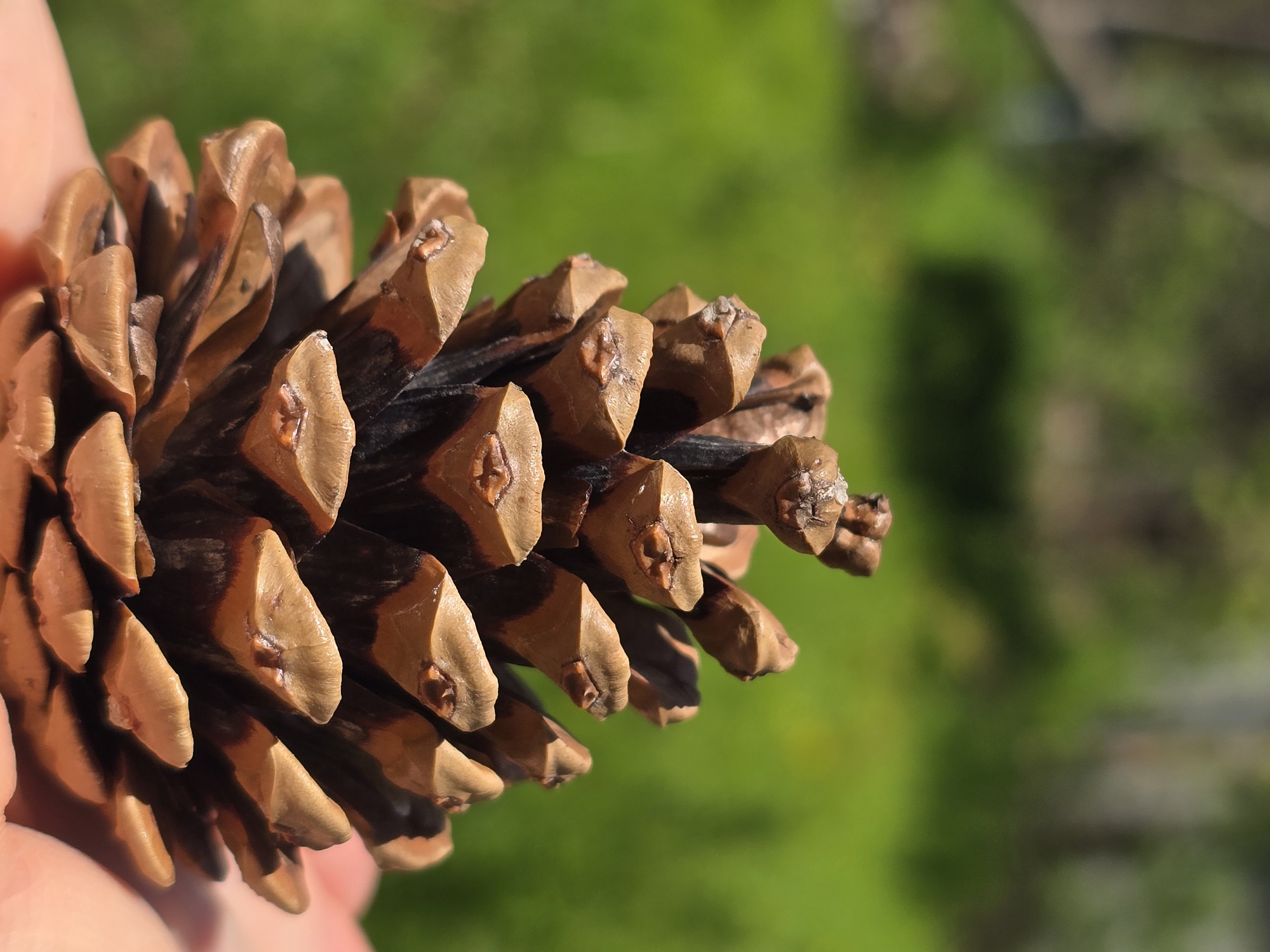 Pine cone photographed in close-up in Plovdiv, Bulgaria