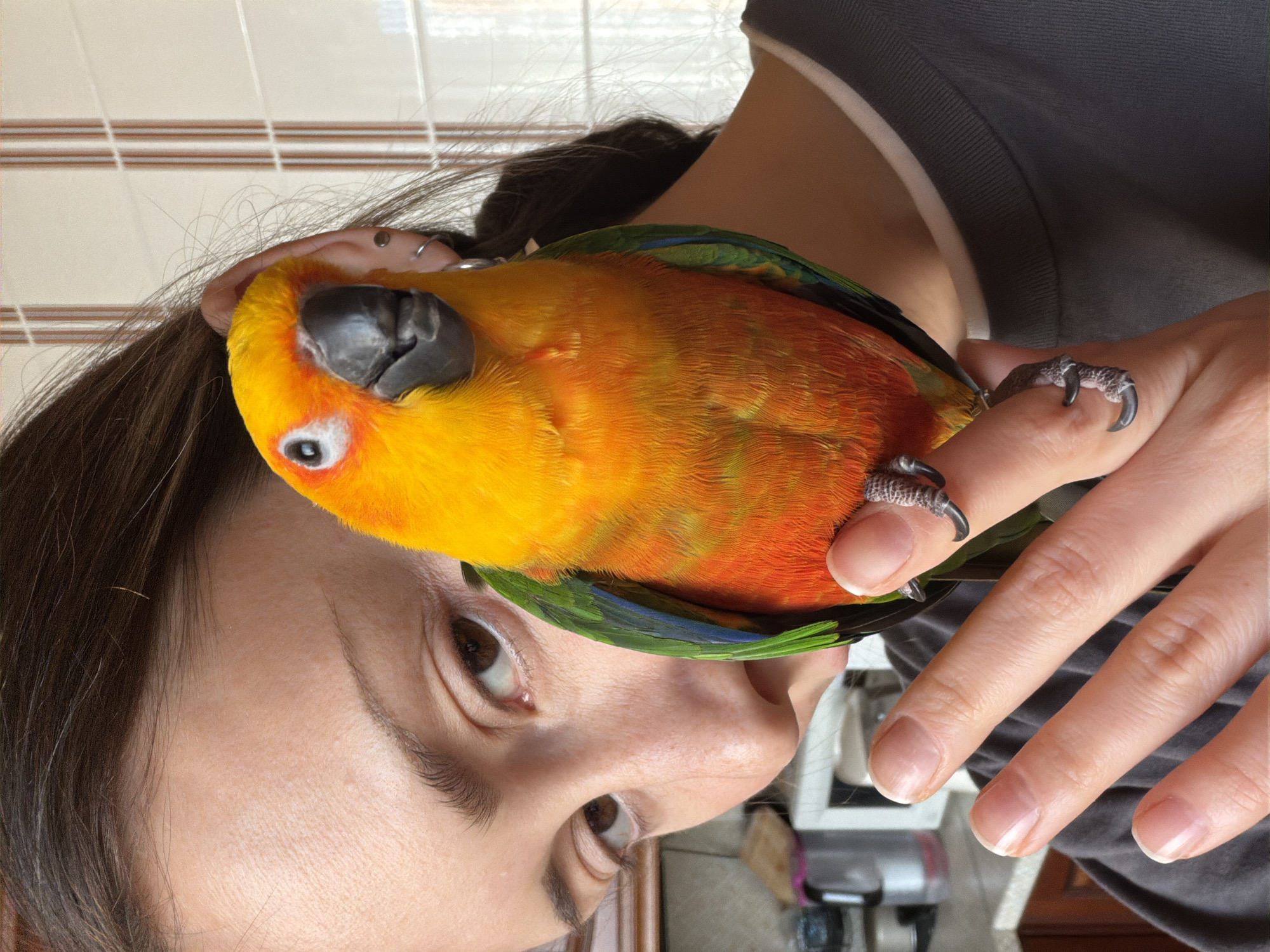 Pet encounters documented in Khimki: parrot portrait, dog walk