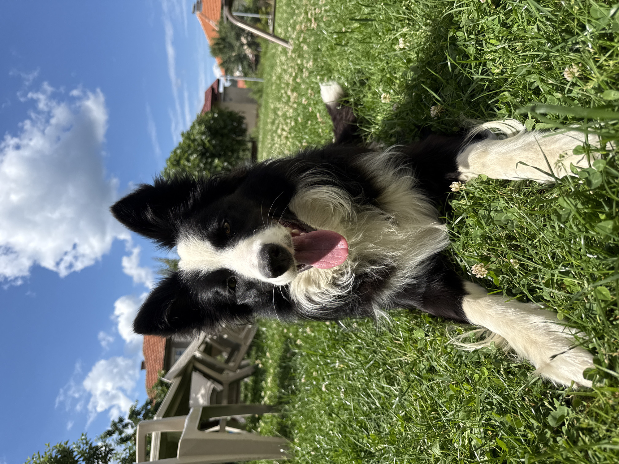 Peaceful afternoon moments with pets captured in Berkovitsa, Bulgaria