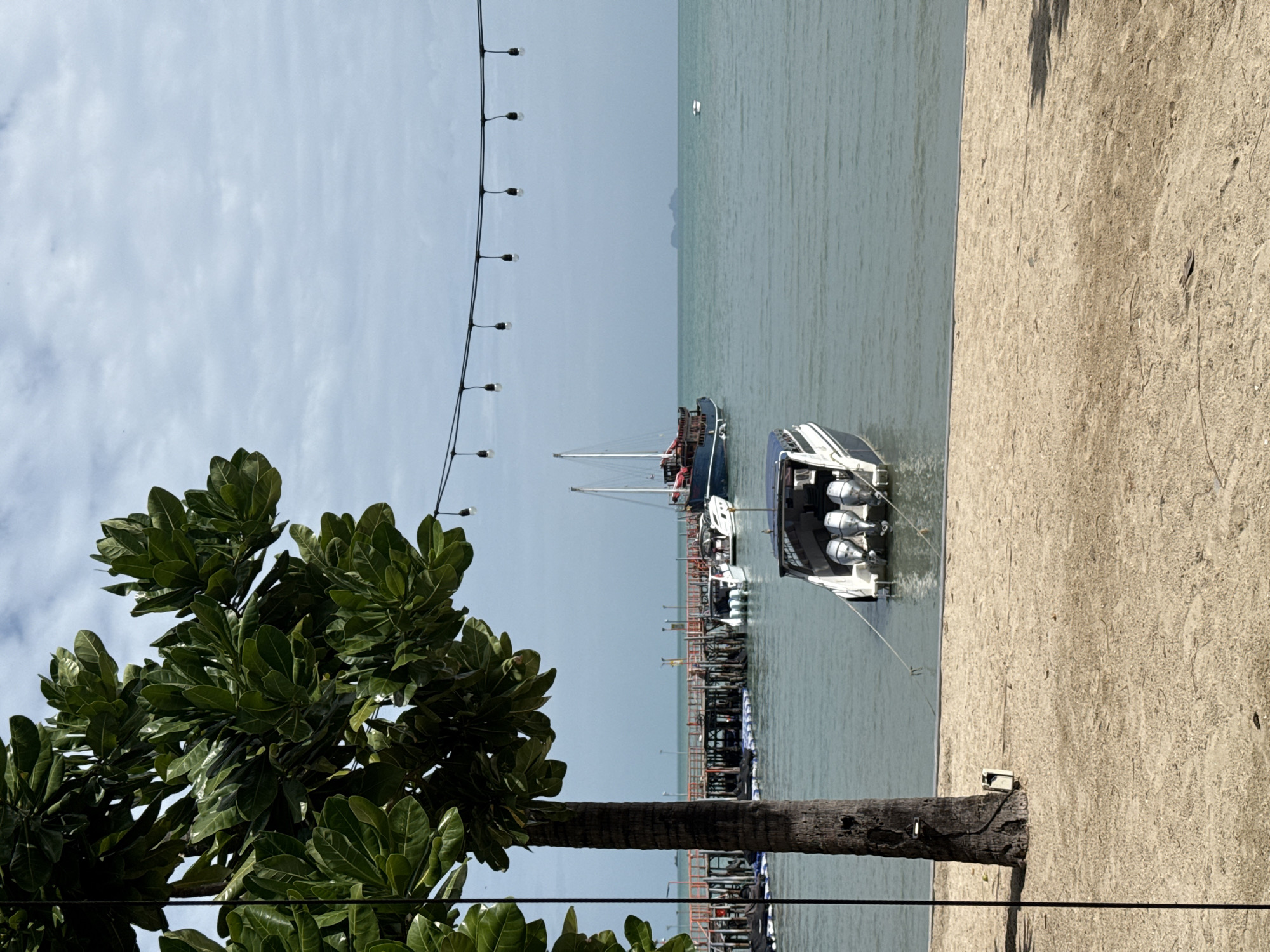 Lazy beach morning in Ko Samui with a dog and a bird