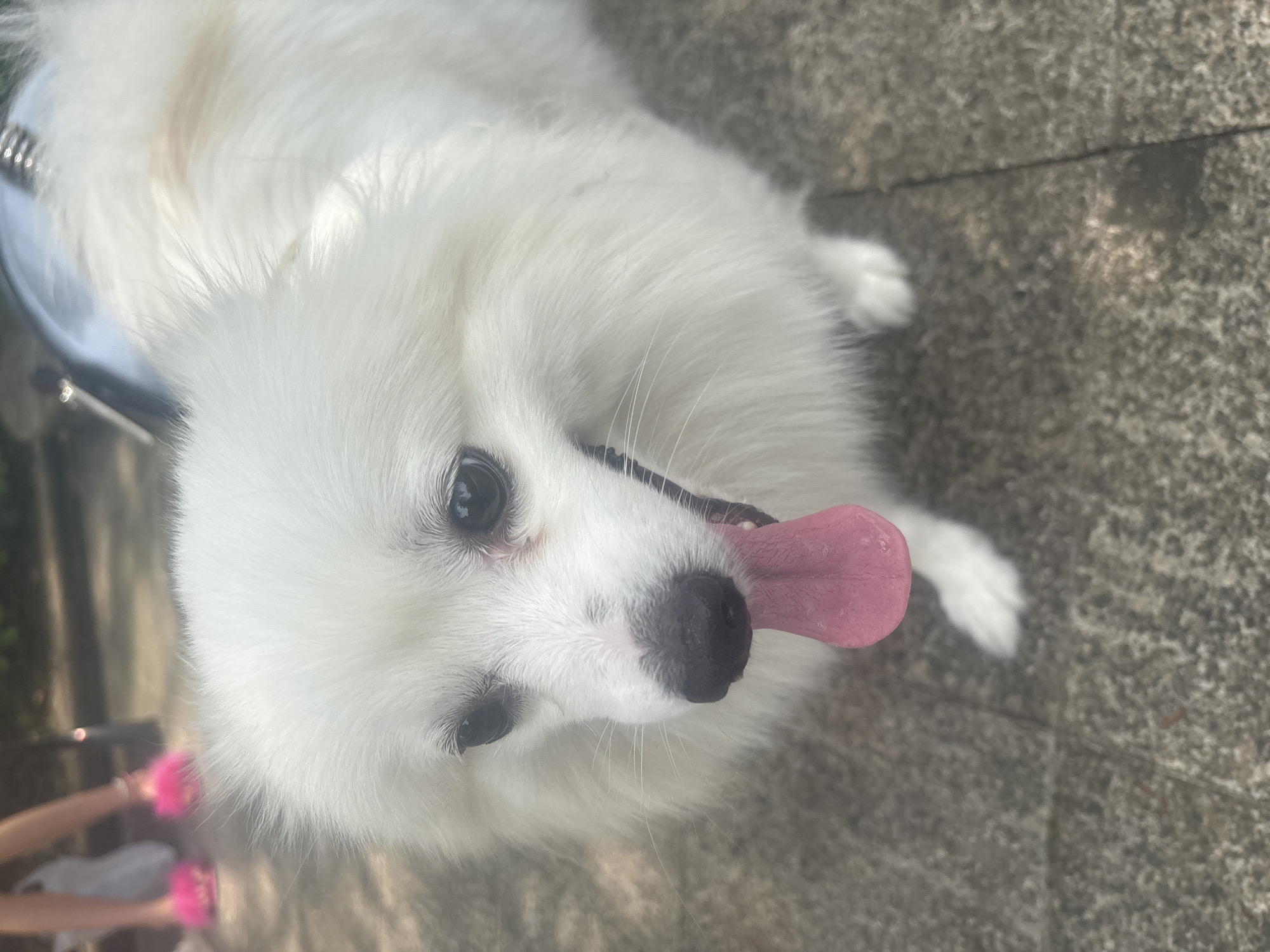Family park outing in Nanhai with a fluffy white Pomeranian