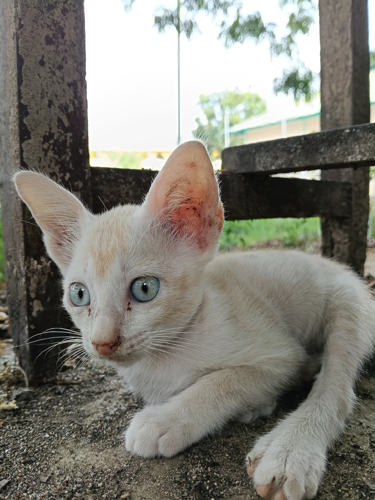 White kitten with blue eyes spotted in Lhokseumawe, Indonesia