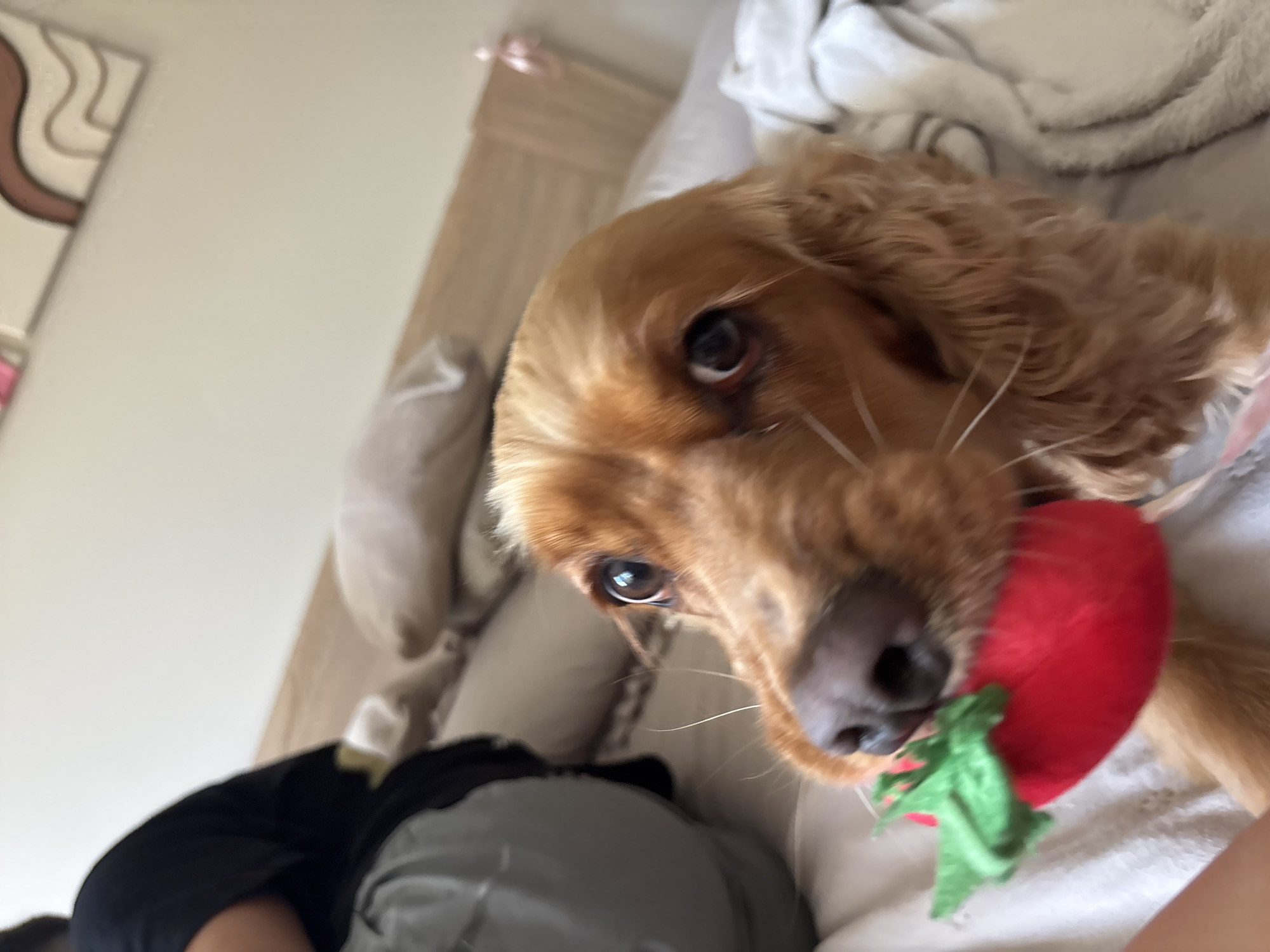 Cocker spaniel playtime and relaxation captured around Shumen home