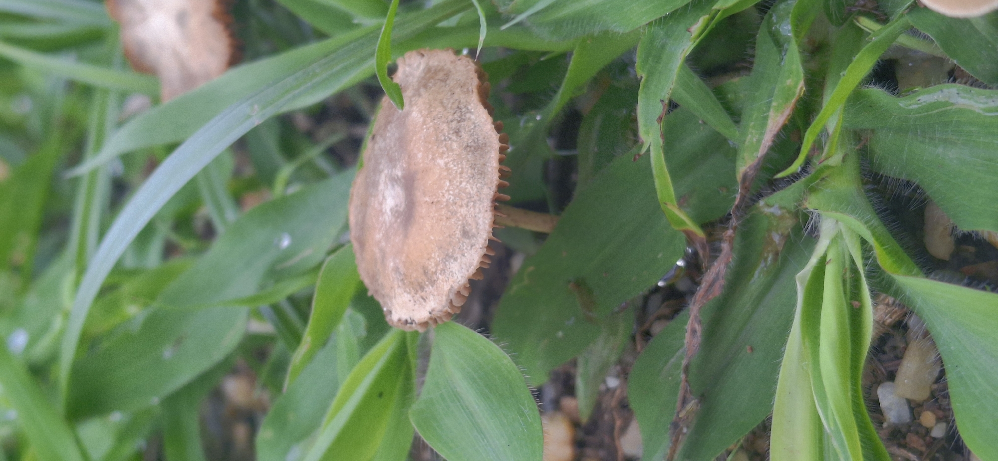 Nature walk documented in muddy Vallecito, Venezuela countryside