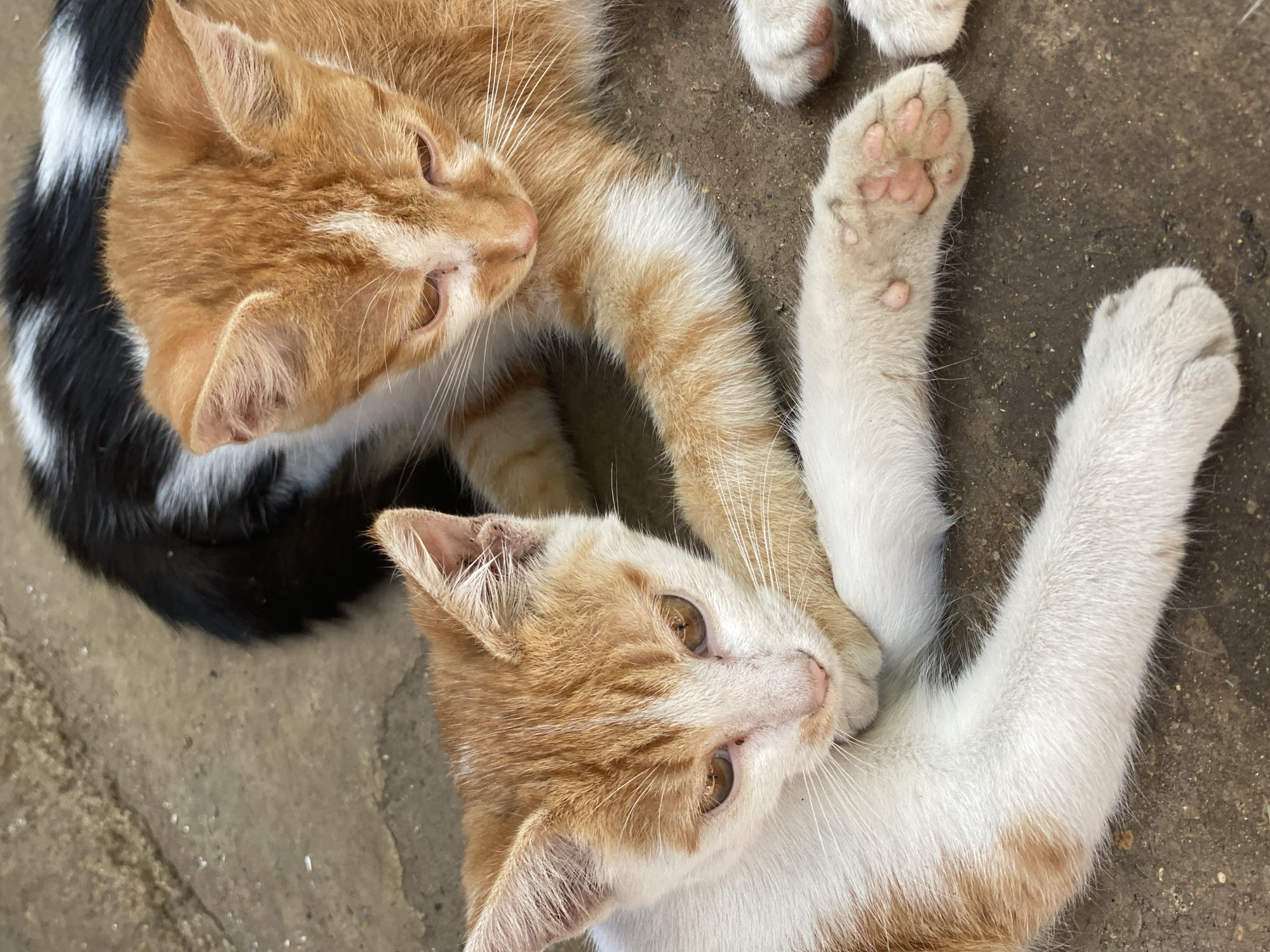 Baby chicks and cats documented at Nigerian poultry farm