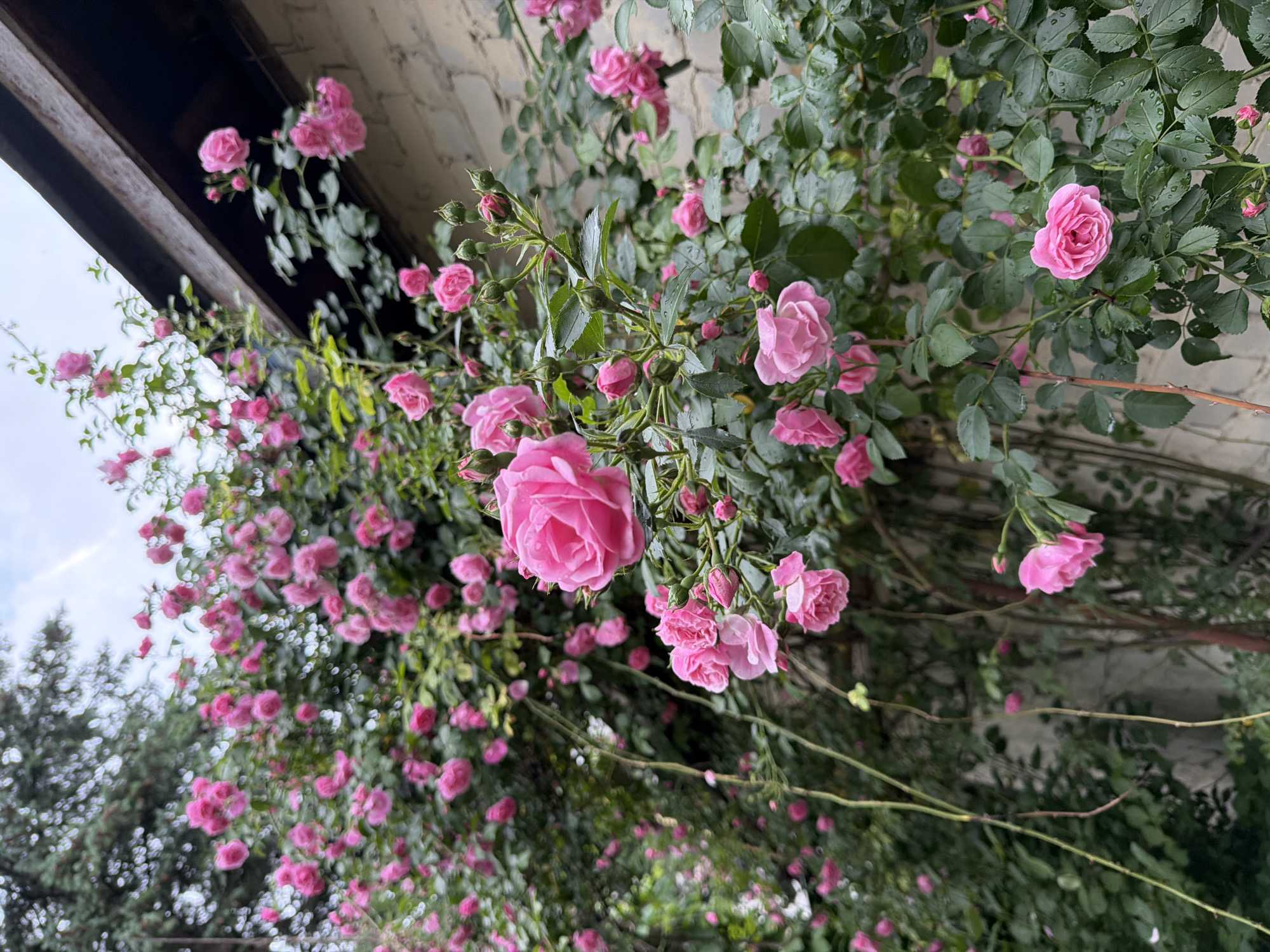 Garden walk documented in rainy Kyiv captures blooming flowers