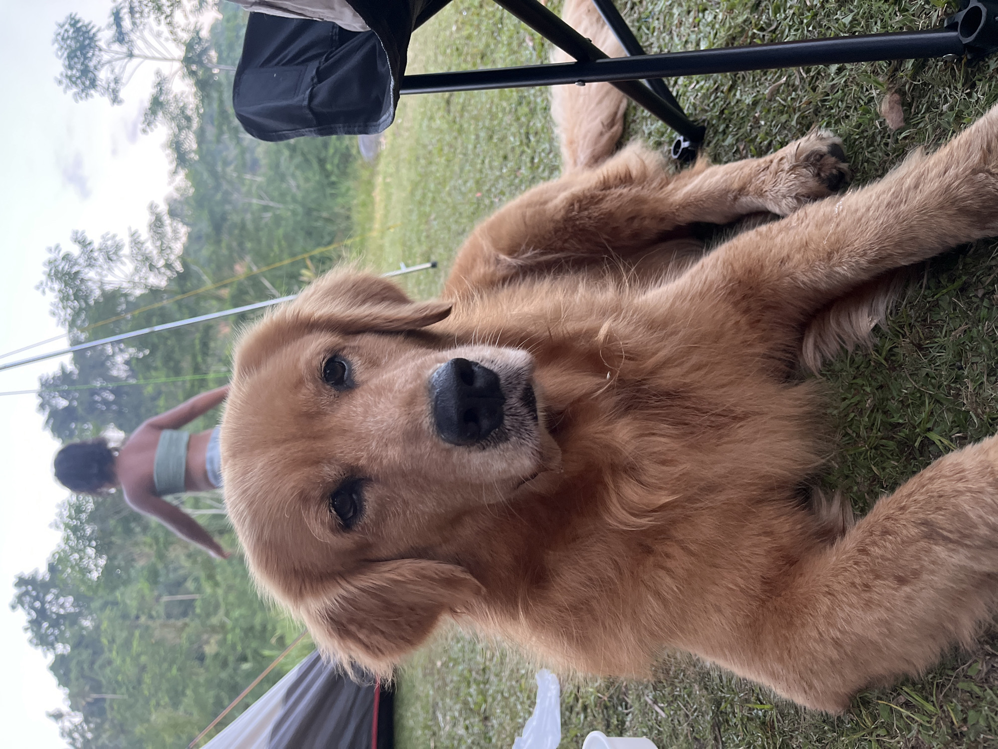 Riverside camping in Klungkung with a golden retriever in tow