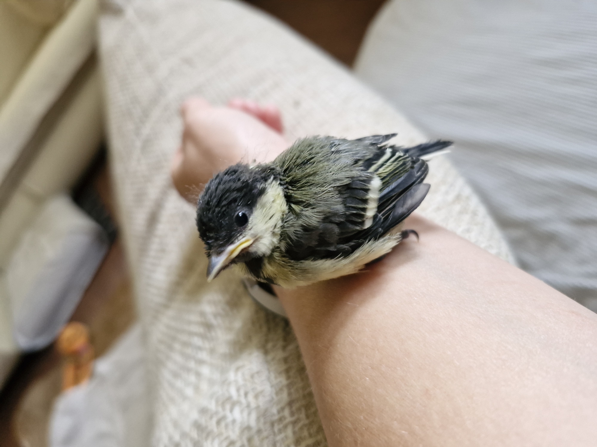 Small bird with distinctive markings perches on person's arm