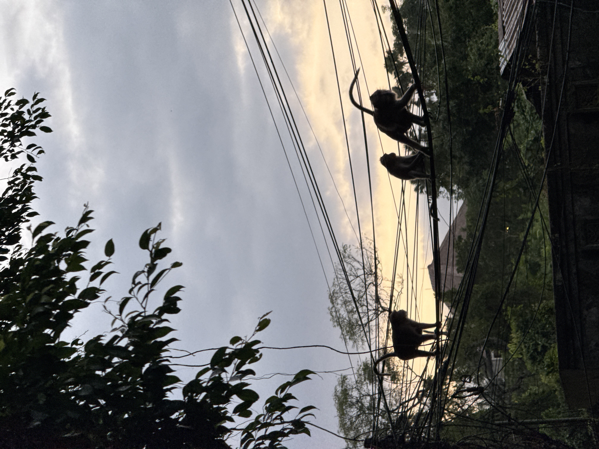 Monkeys navigate power lines in Ubud District, Indonesia