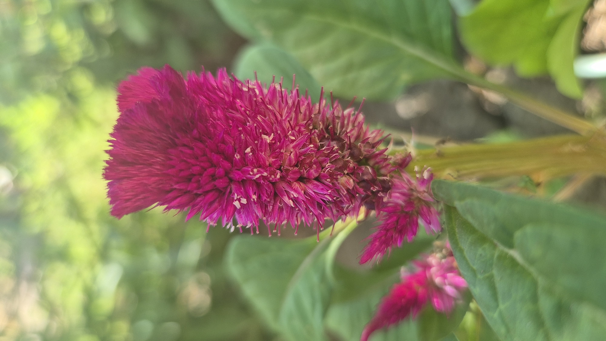 A Bulgarian garden in full summer bloom, closely explored