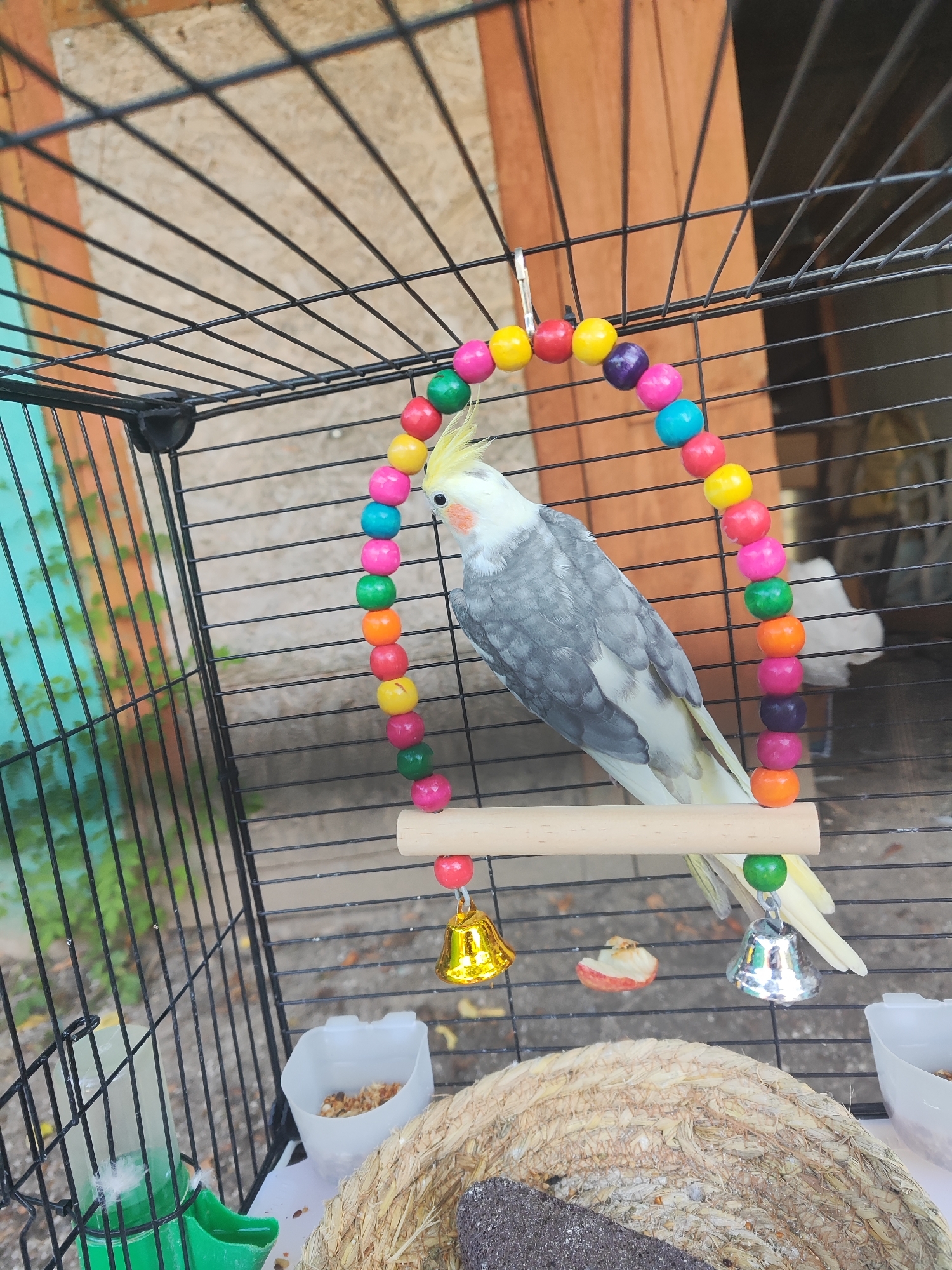 A quiet July afternoon of garden blooms and pets in Shabelskoye