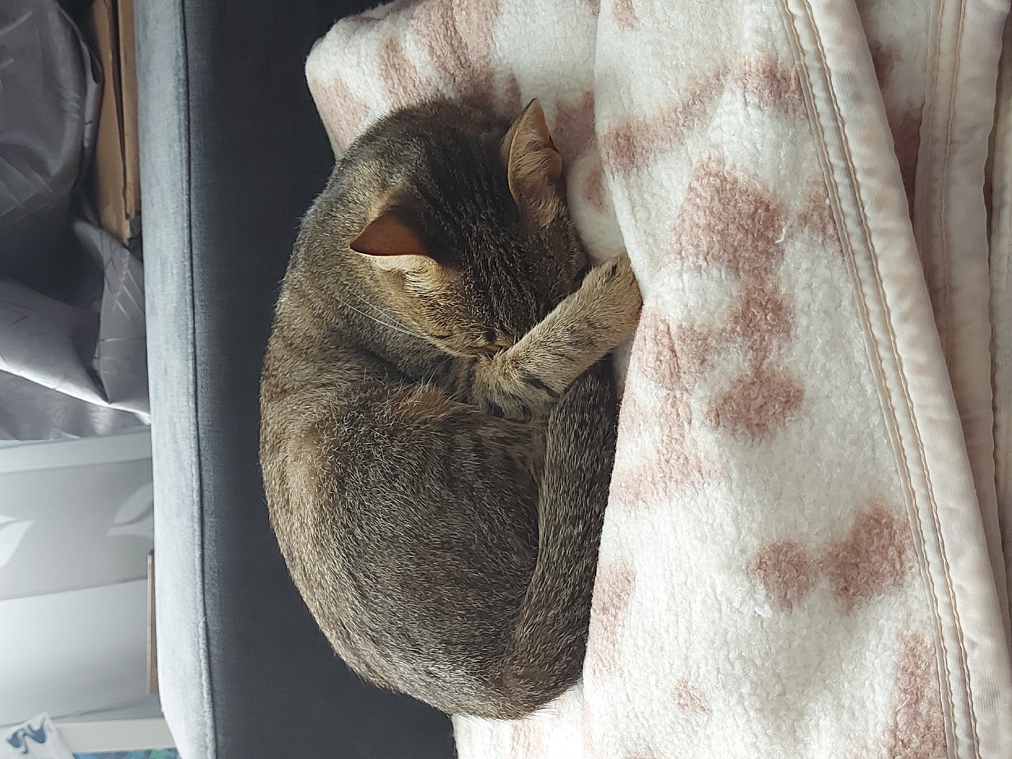 Tabby cat sleeps curled up on couch in Shumen