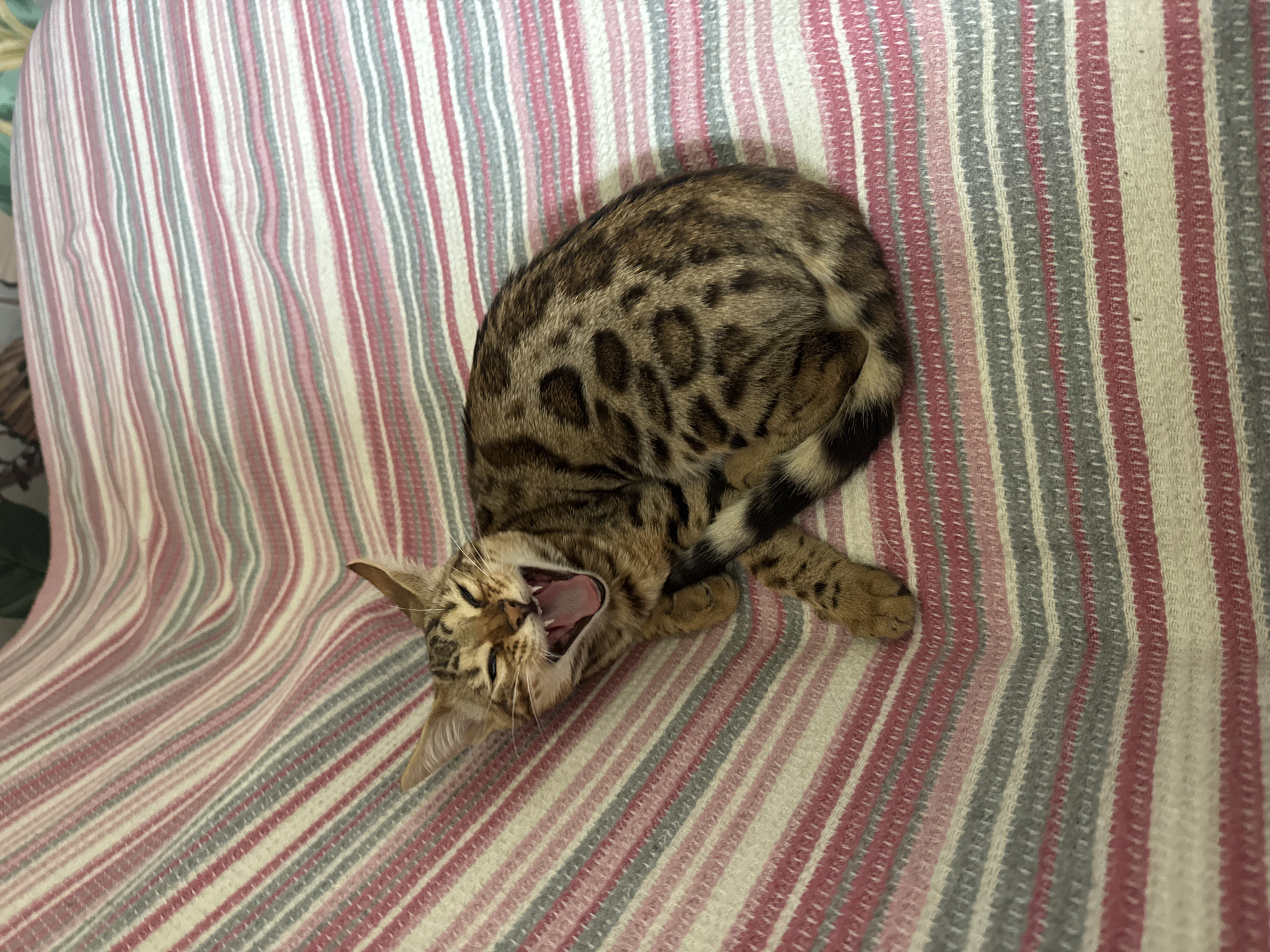 Bengal cat lounging and yawning on a striped blanket in Rzhev
