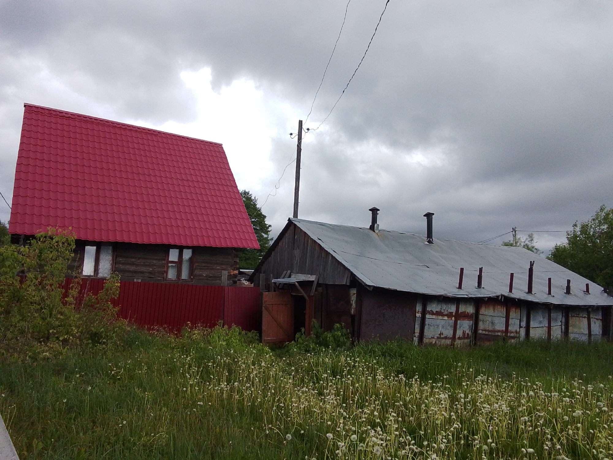 Rural field with dandelions documented in 1-Go Maya, Russia