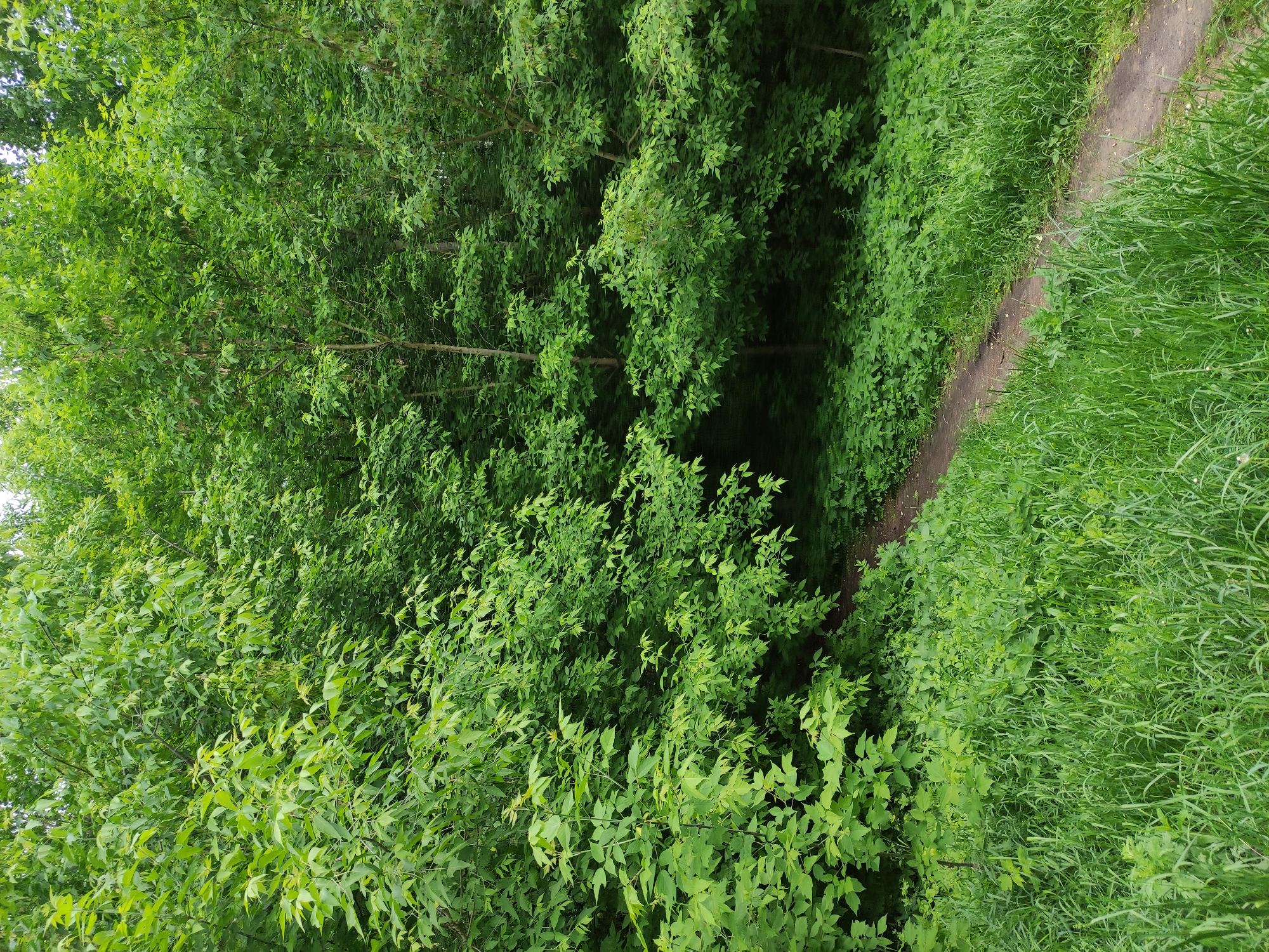 Urban greenspace observations captured across unknown city location