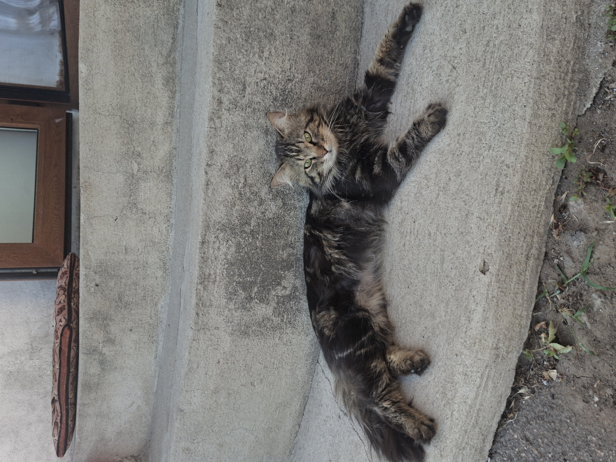 Summer evening in Eastern Europe: cats, cherries, and street scenes
