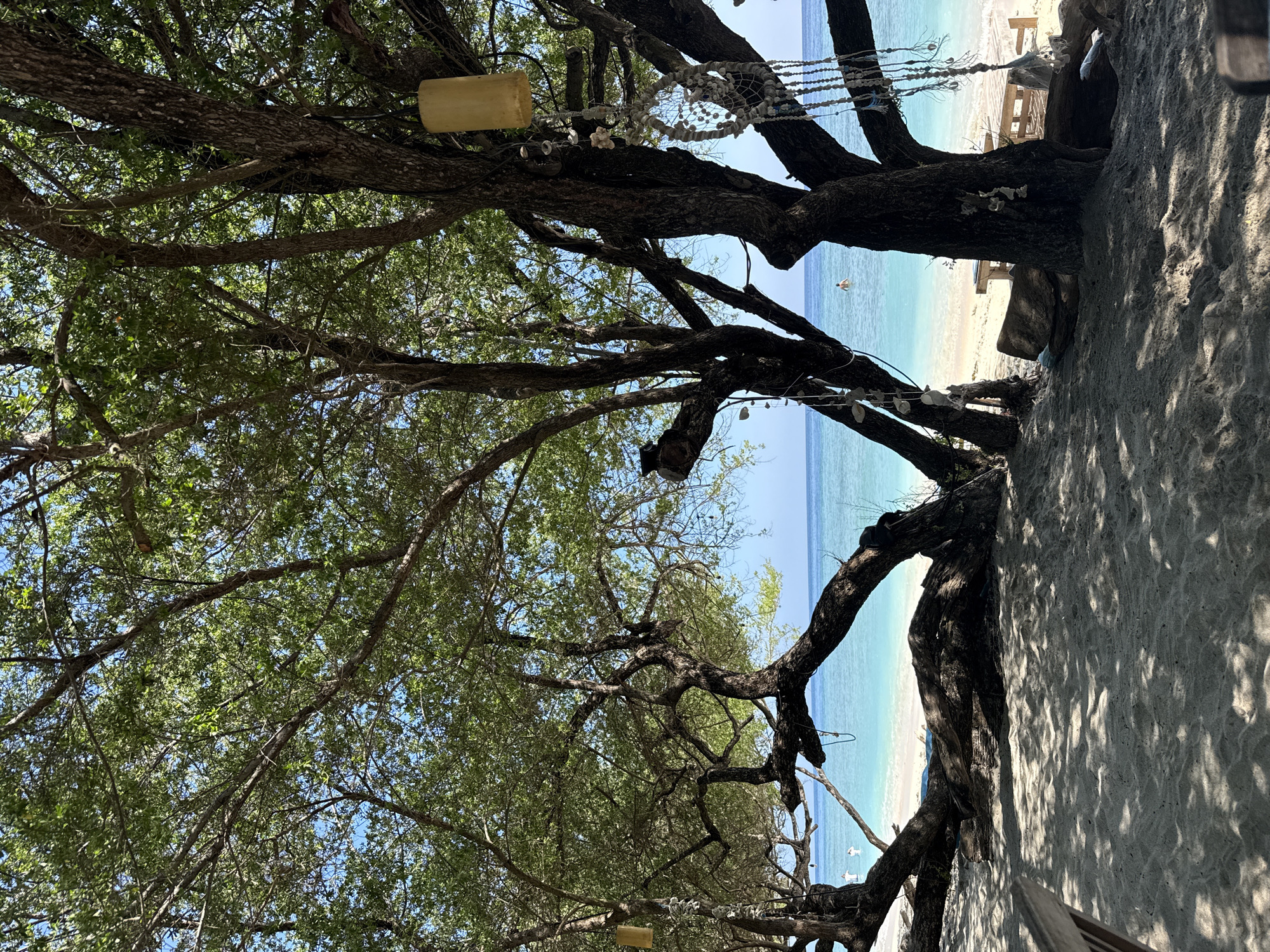 Coastal tree scene documented in Indonesia