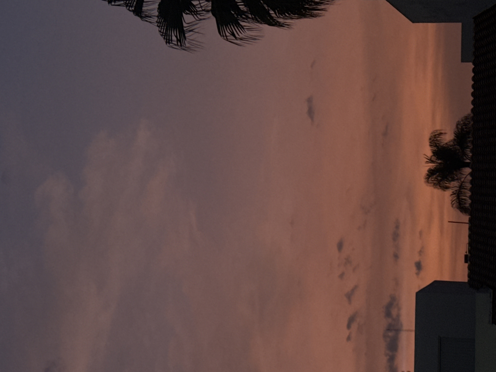 Dusk Sky With Palm Tree Silhouette Observed