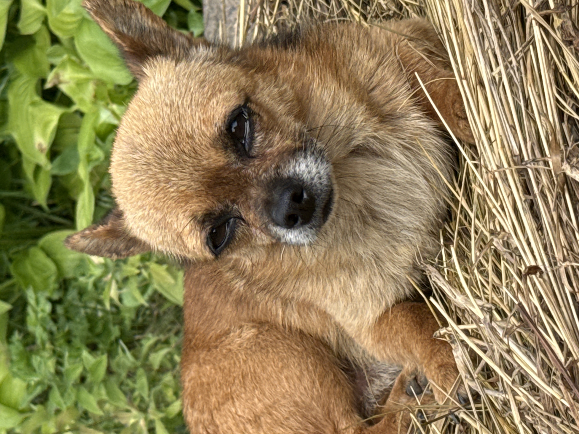 Pets and garden details from a quiet morning in Seleznivka
