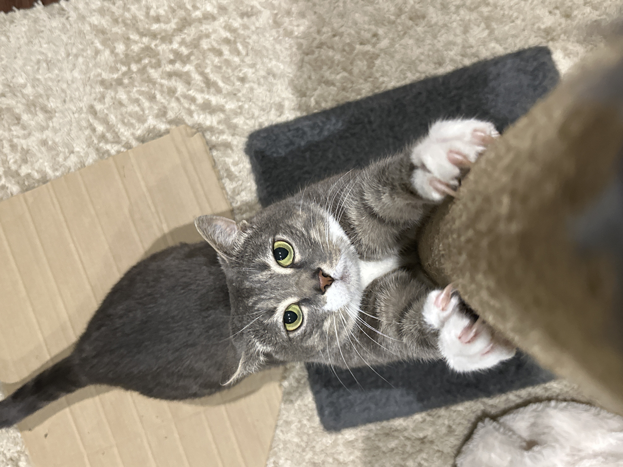 Gray tabby cat documented in domestic setting over afternoon hours