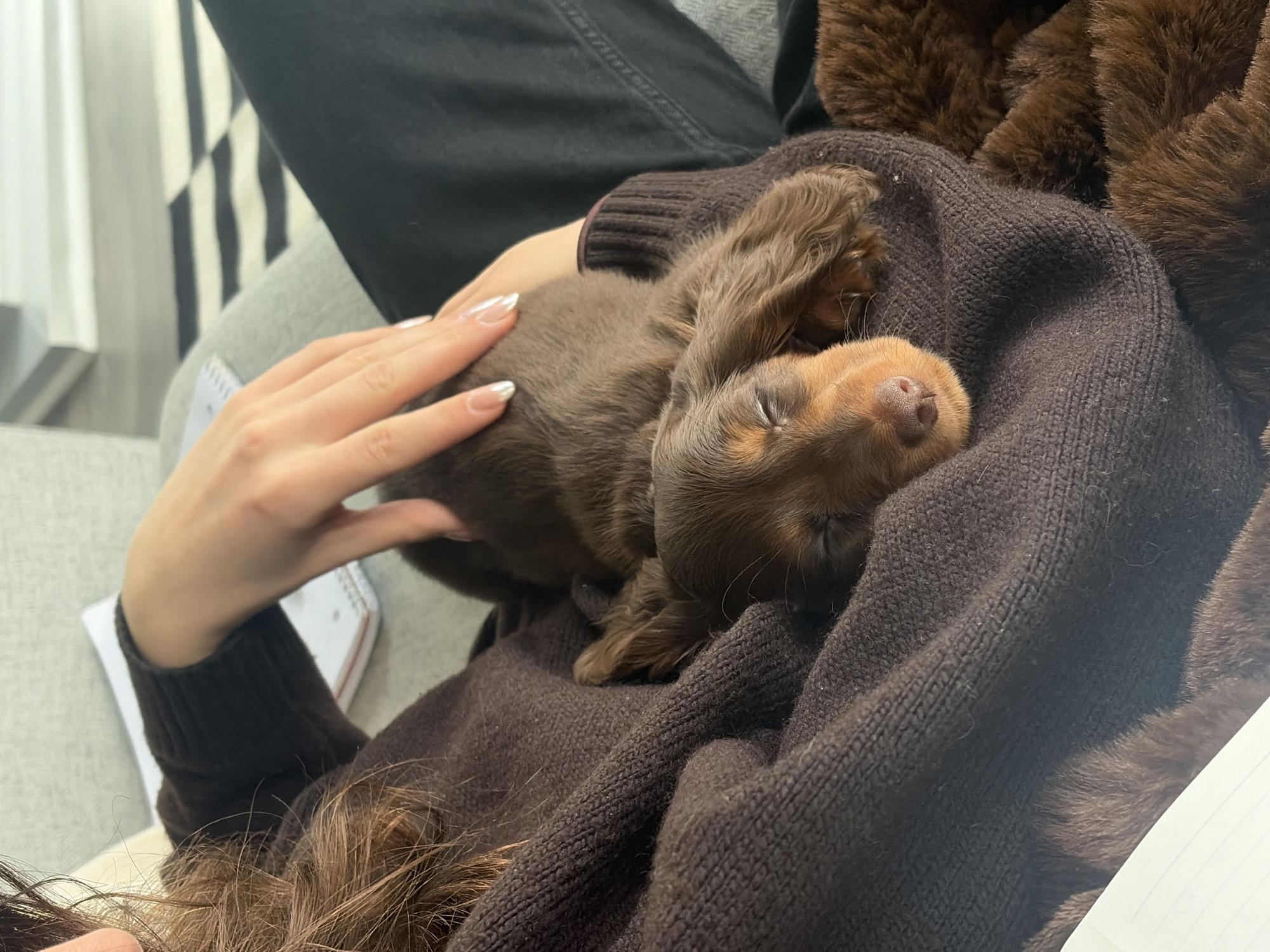 Montreal residents share quiet evening moments with dachshund puppy