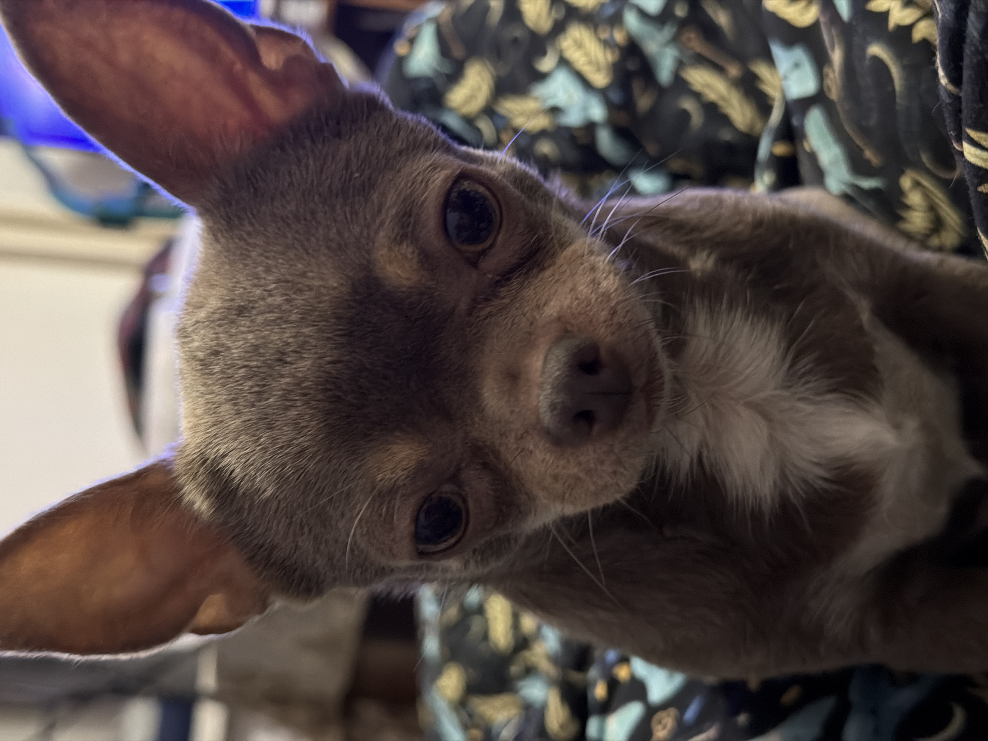 Small Chihuahua photographed in close-up portrait in Saint Petersburg