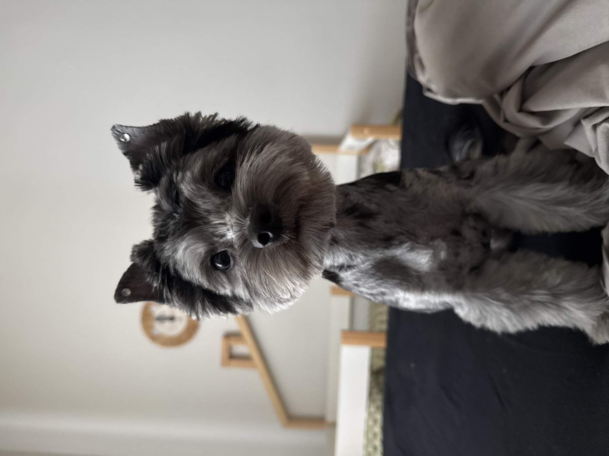 Quiet morning in bed with a Yorkshire Terrier, Chaikovsky
